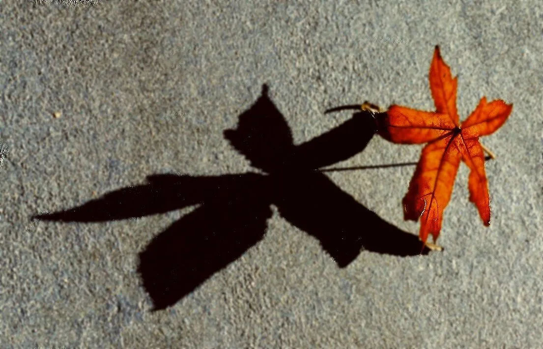 One Dead Leaf