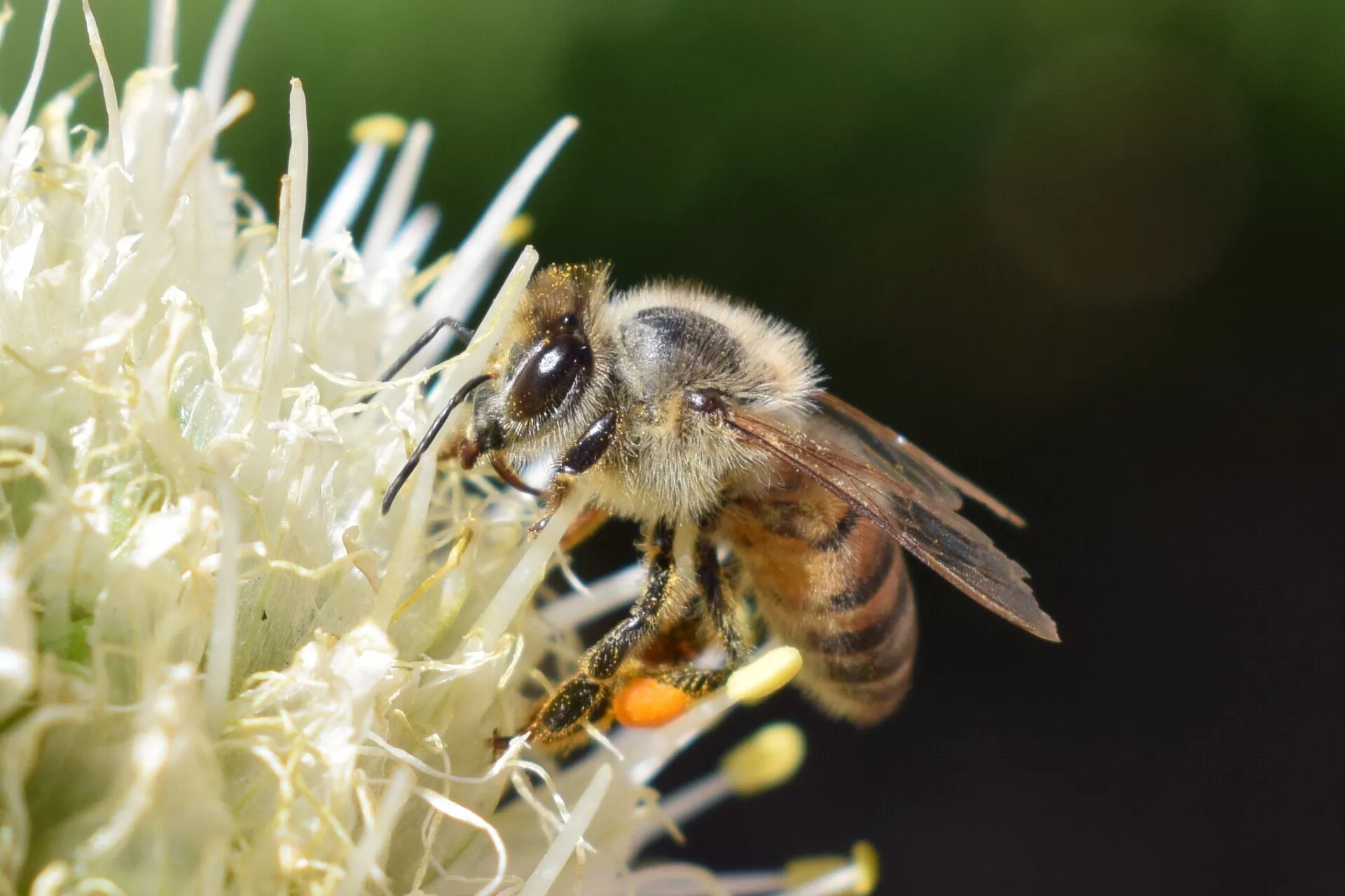 Bee in a flower.