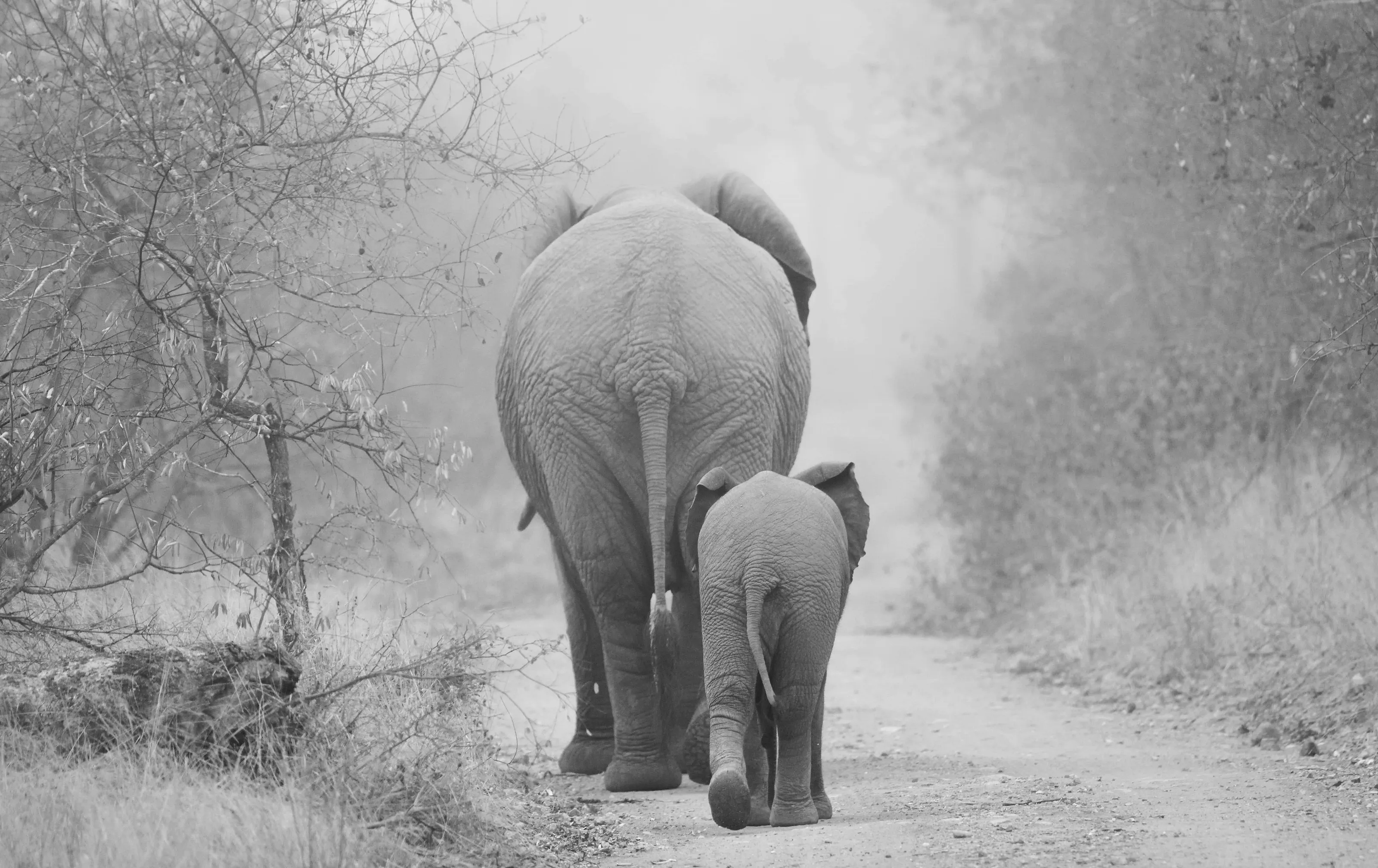 Elefanti nella nebbia-Sudafrica