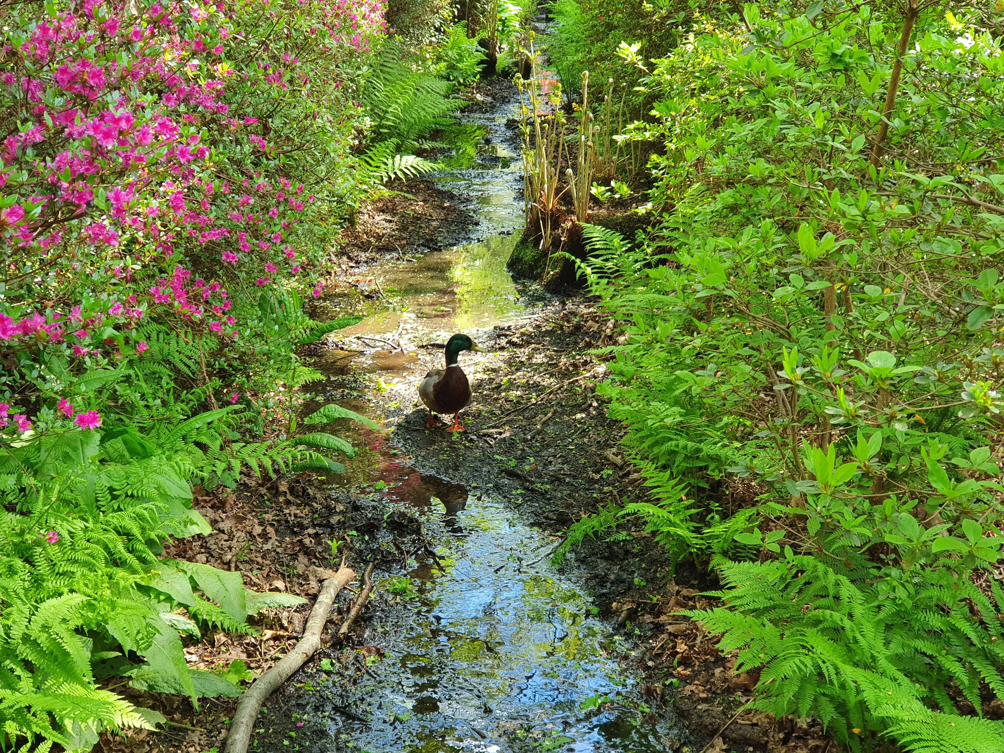 A Duck