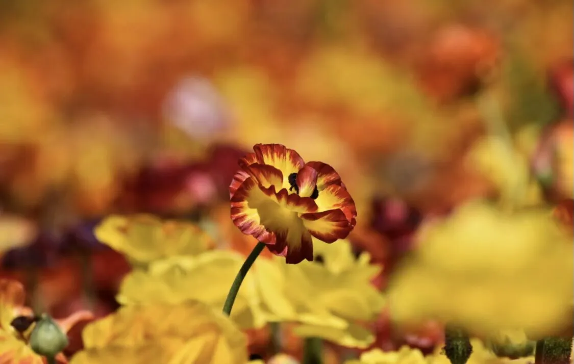 The Bloom