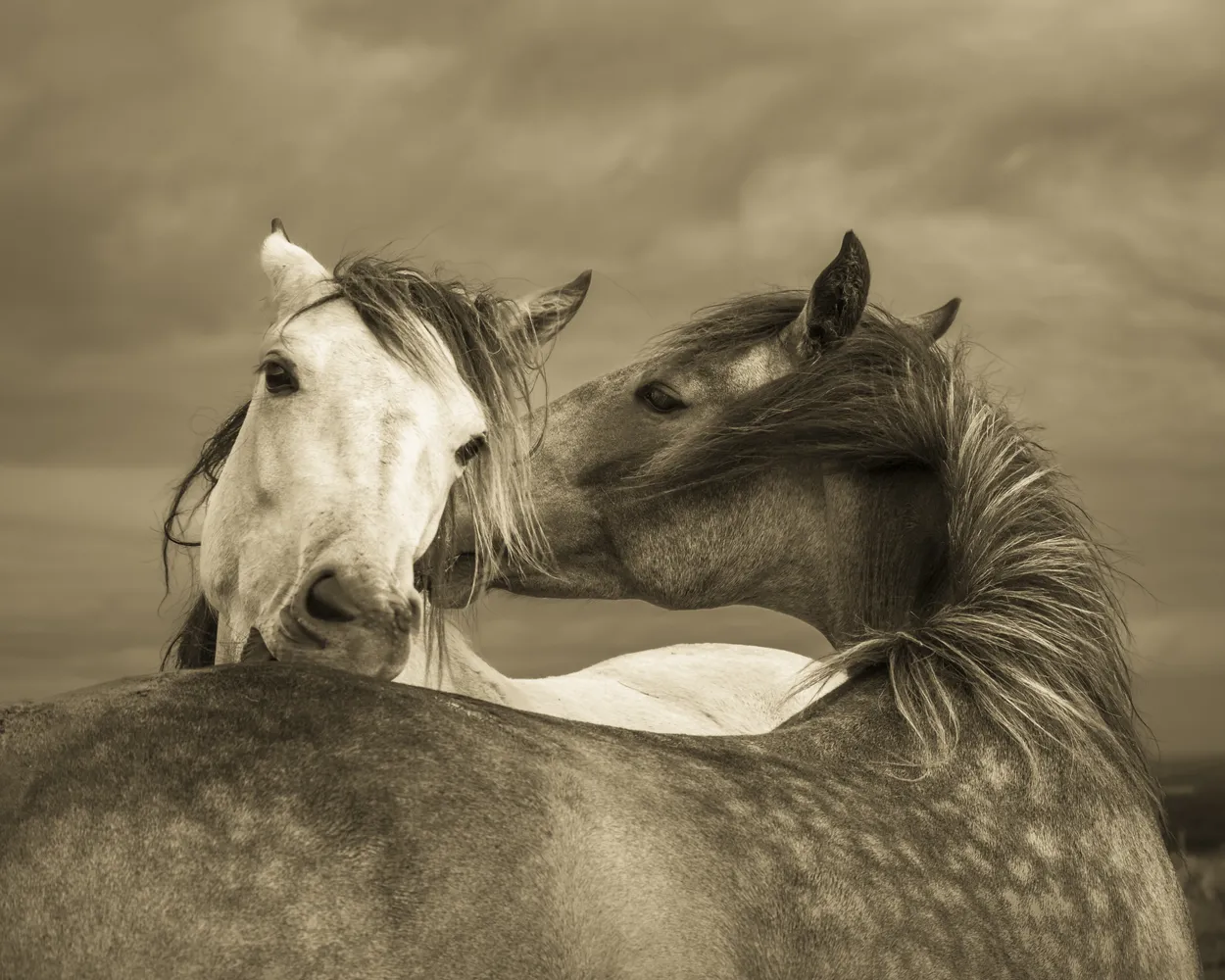 Wild whispers