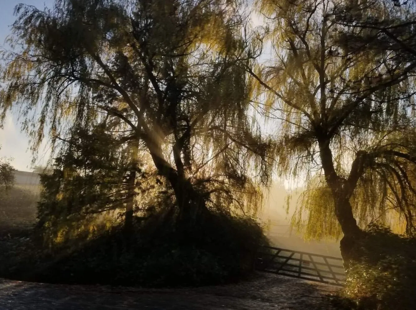 Mysteries in the weeping willow tree