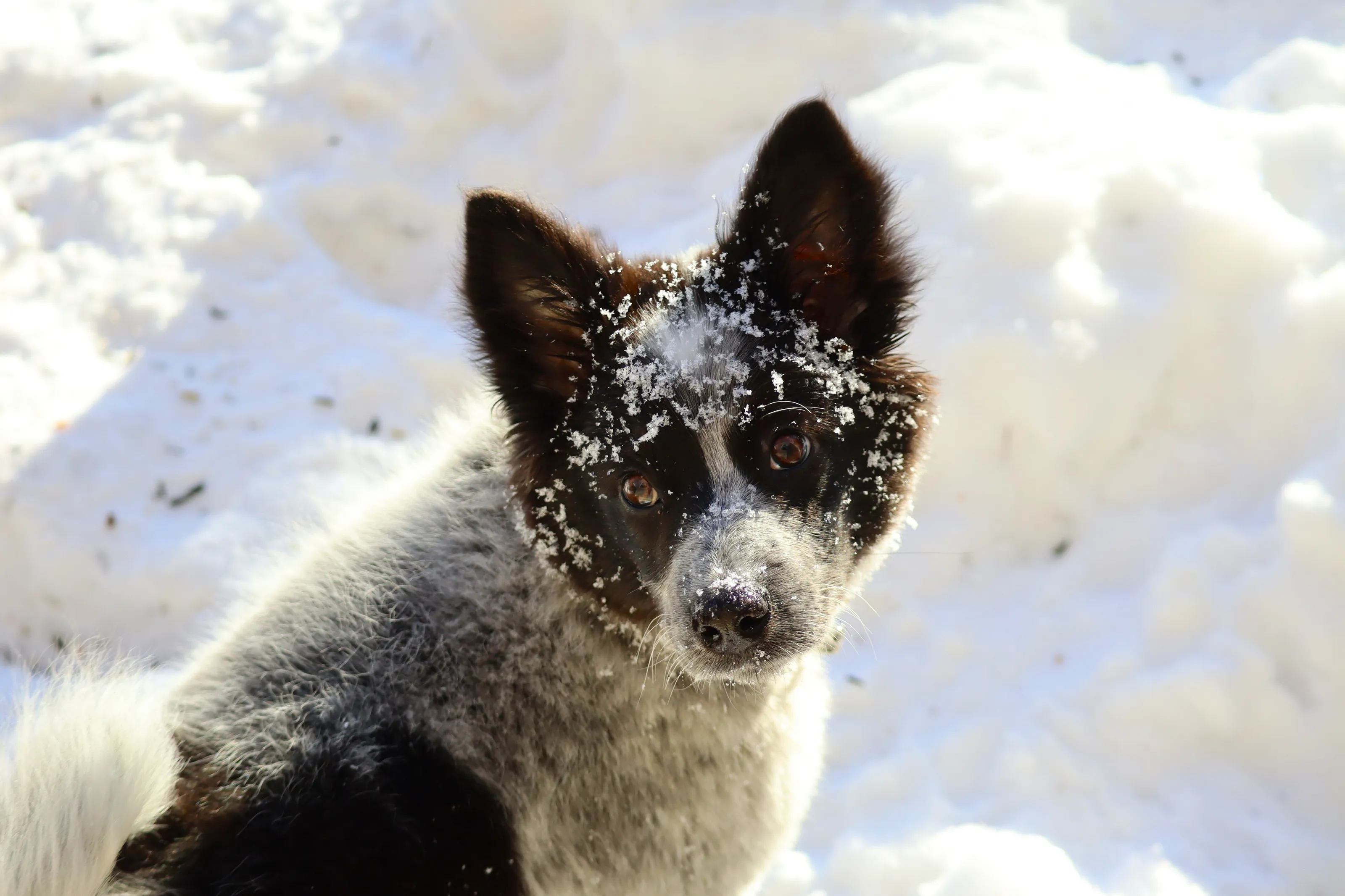 Border Collie in the Snow