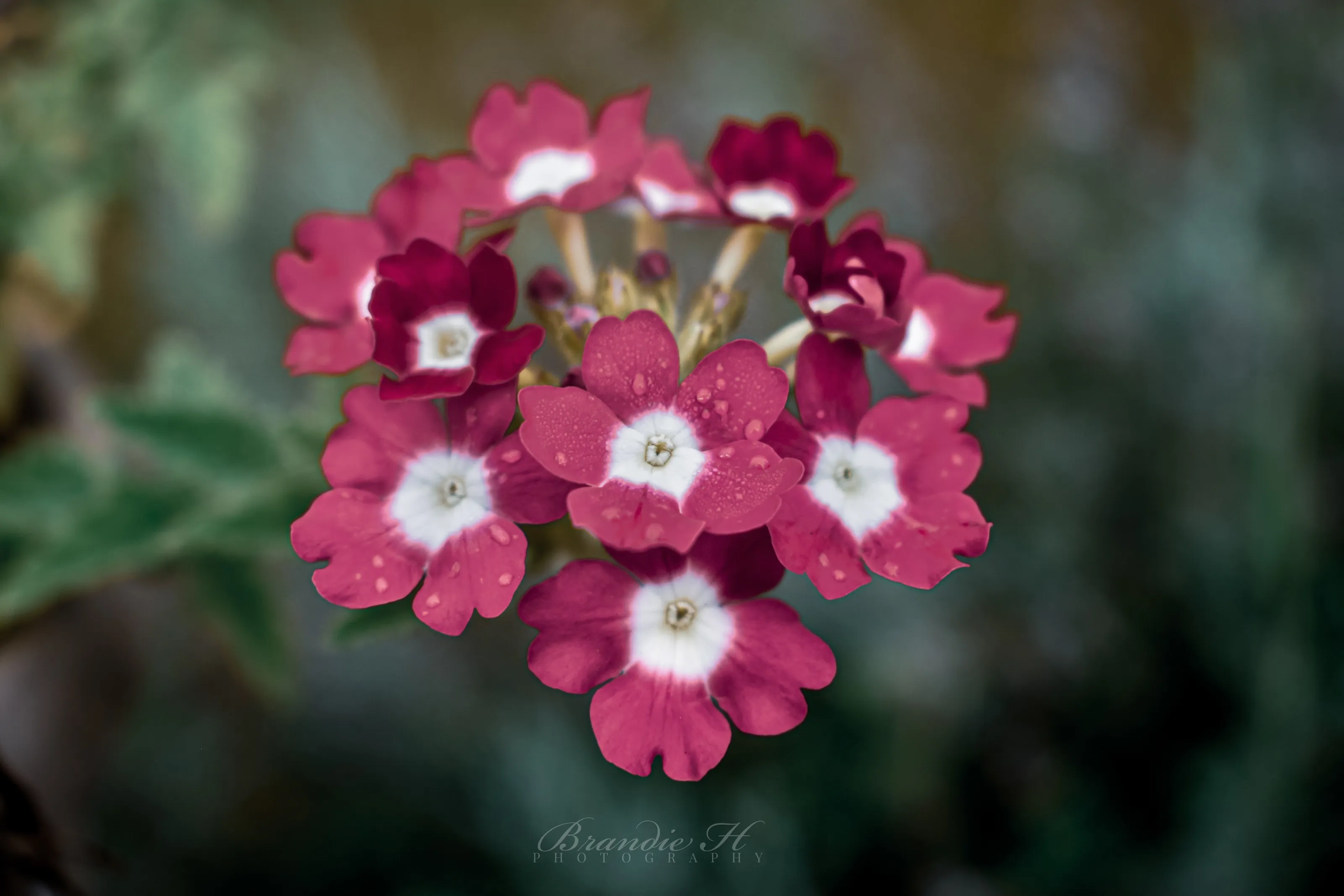Tiny Drops of Life