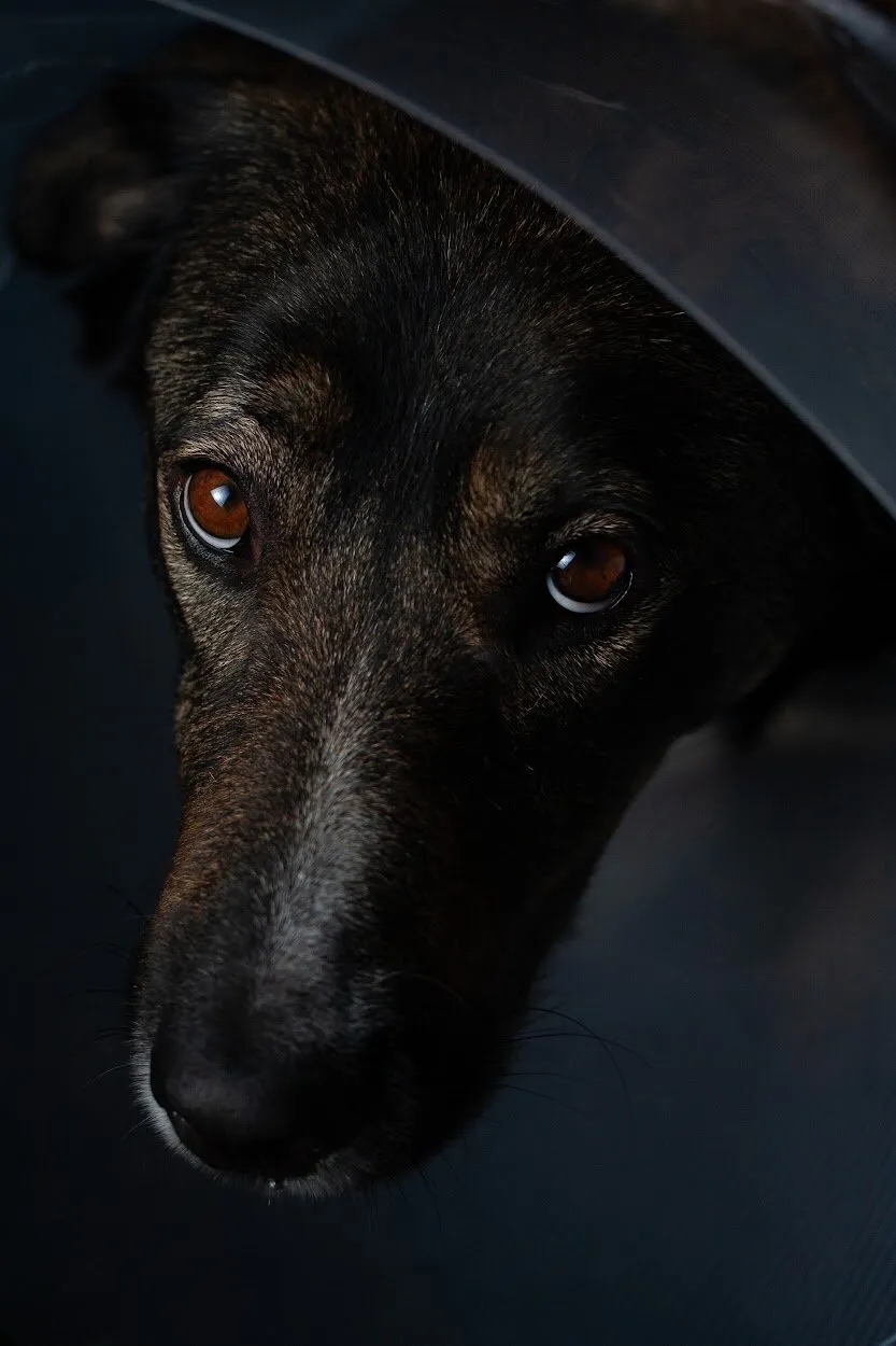 Gorgeous Gaja