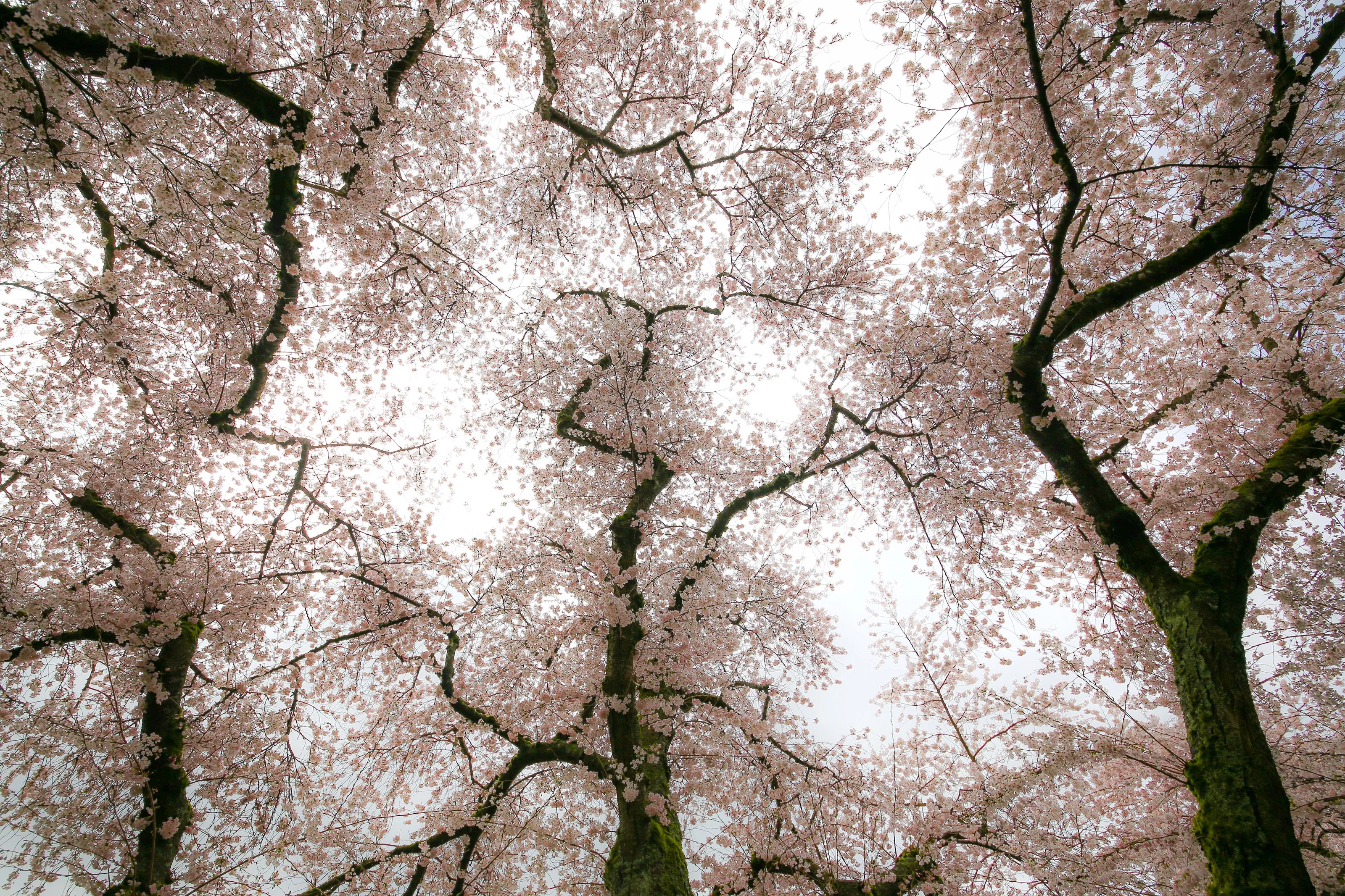 Scary Cherry Trees