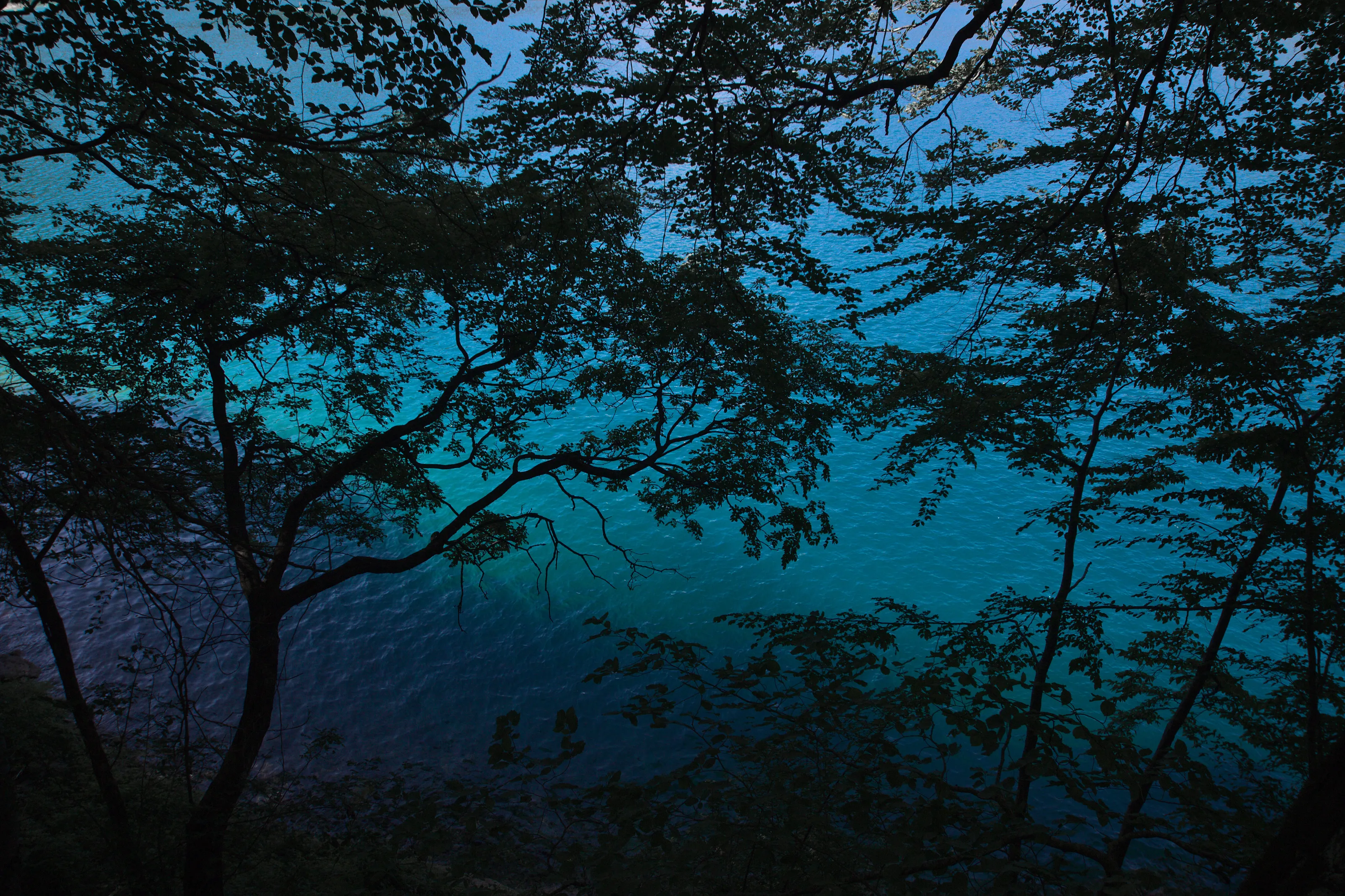 Branches on blue