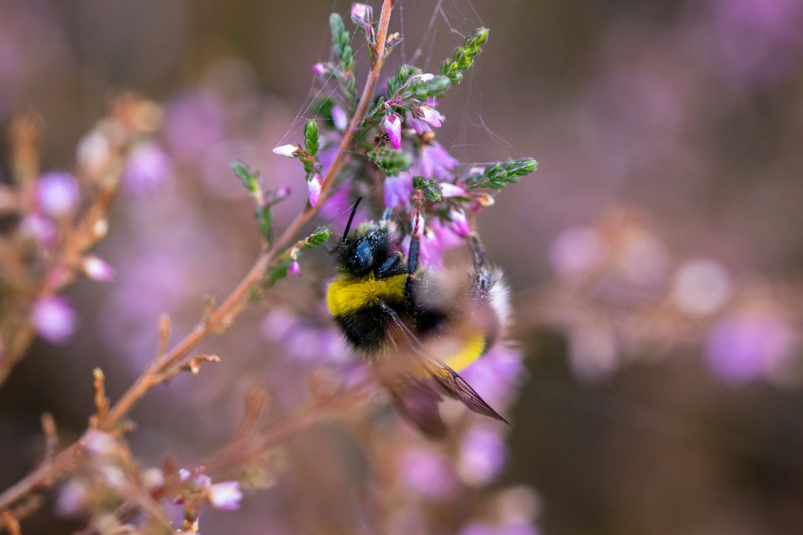 Bumble bee