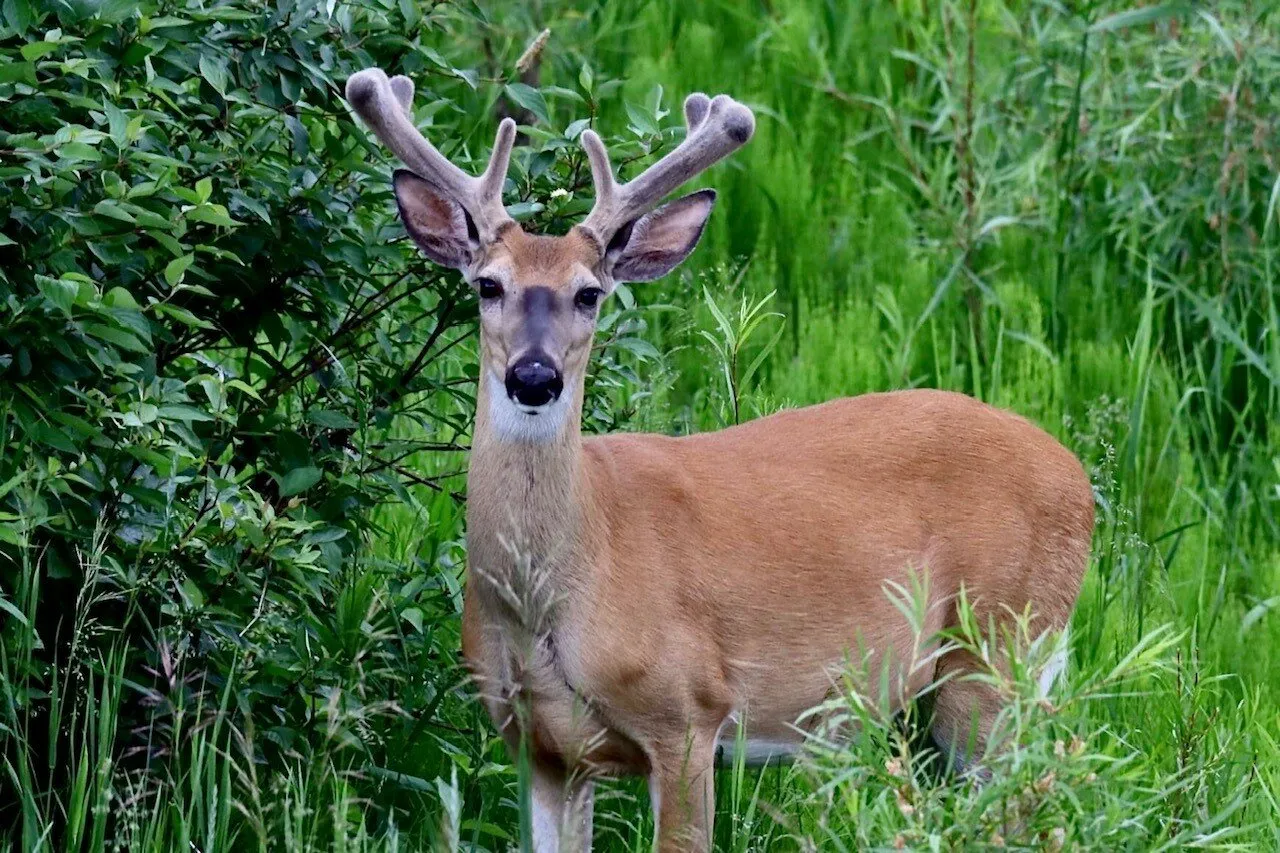 young buck