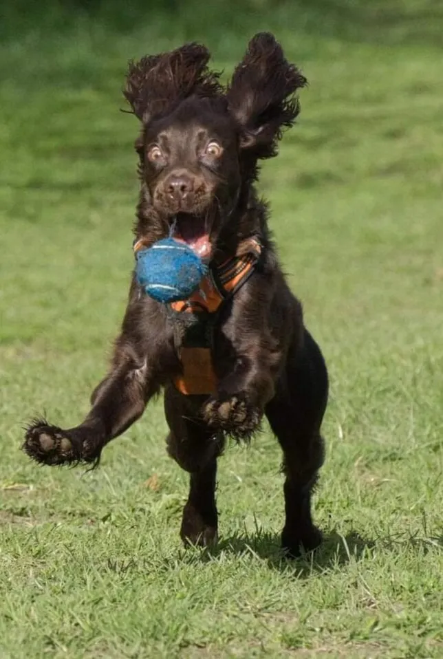 Winston playing ball