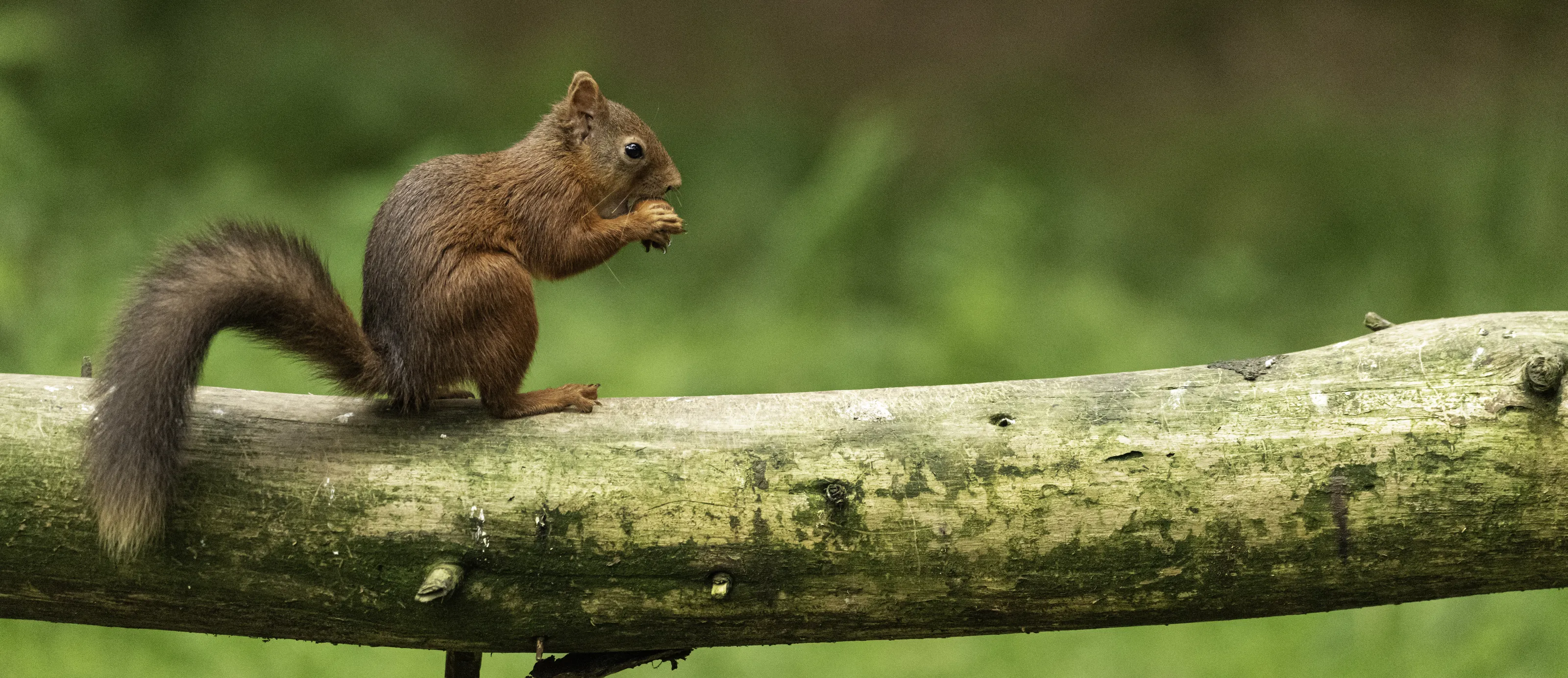 Red Squirrel