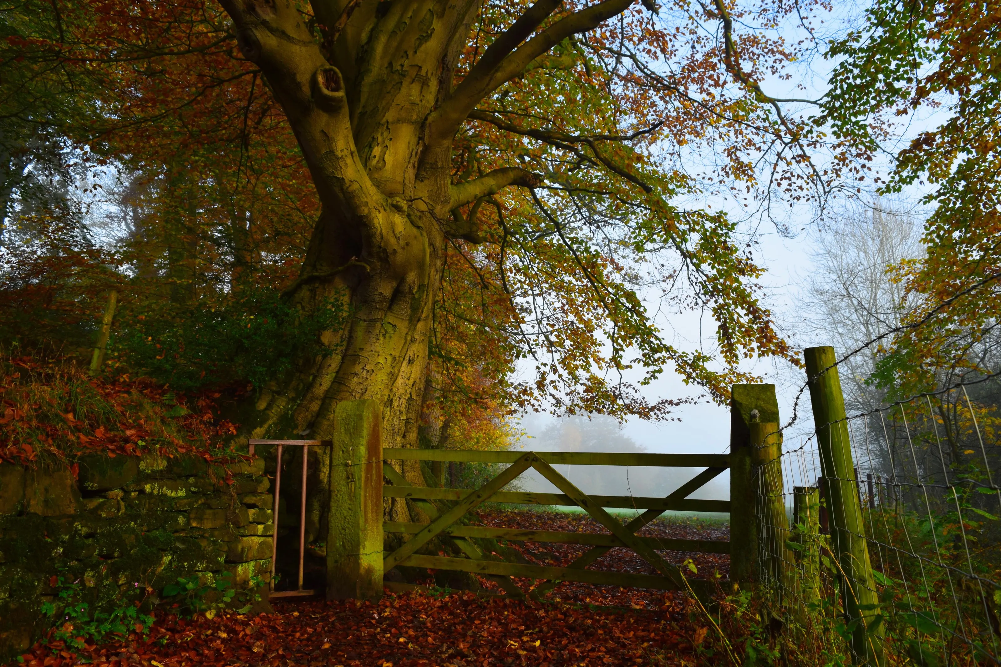 Misty autumn morning