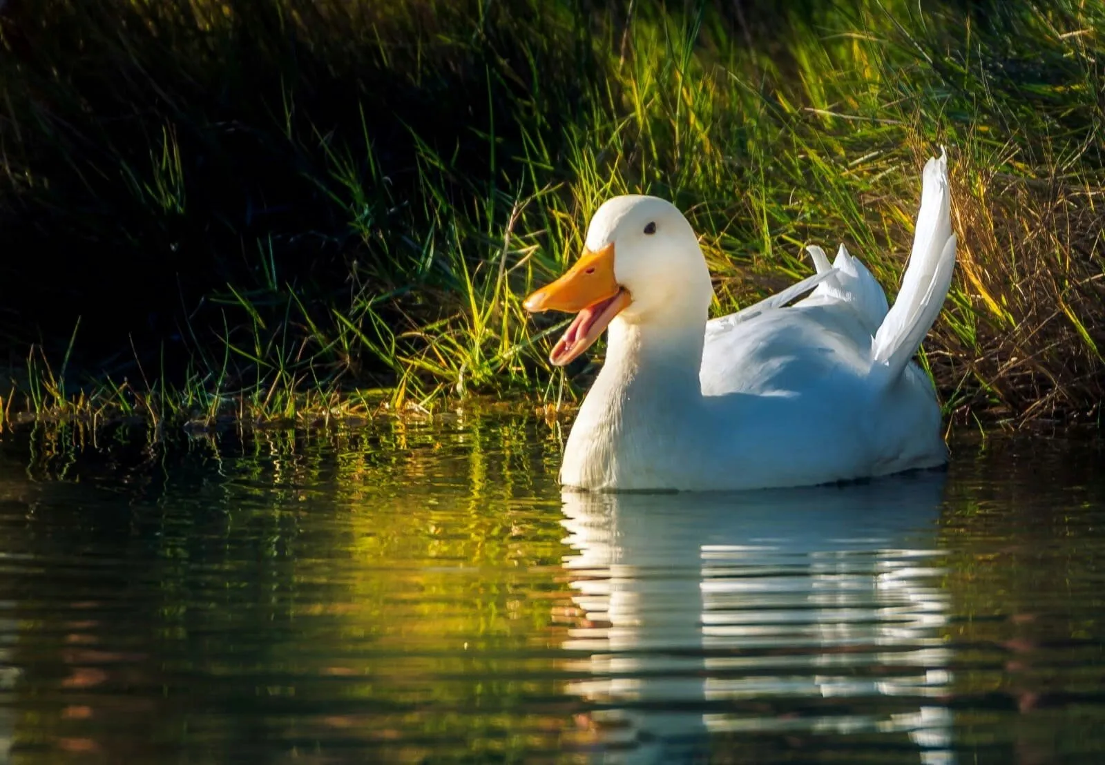 Beautiful Duck