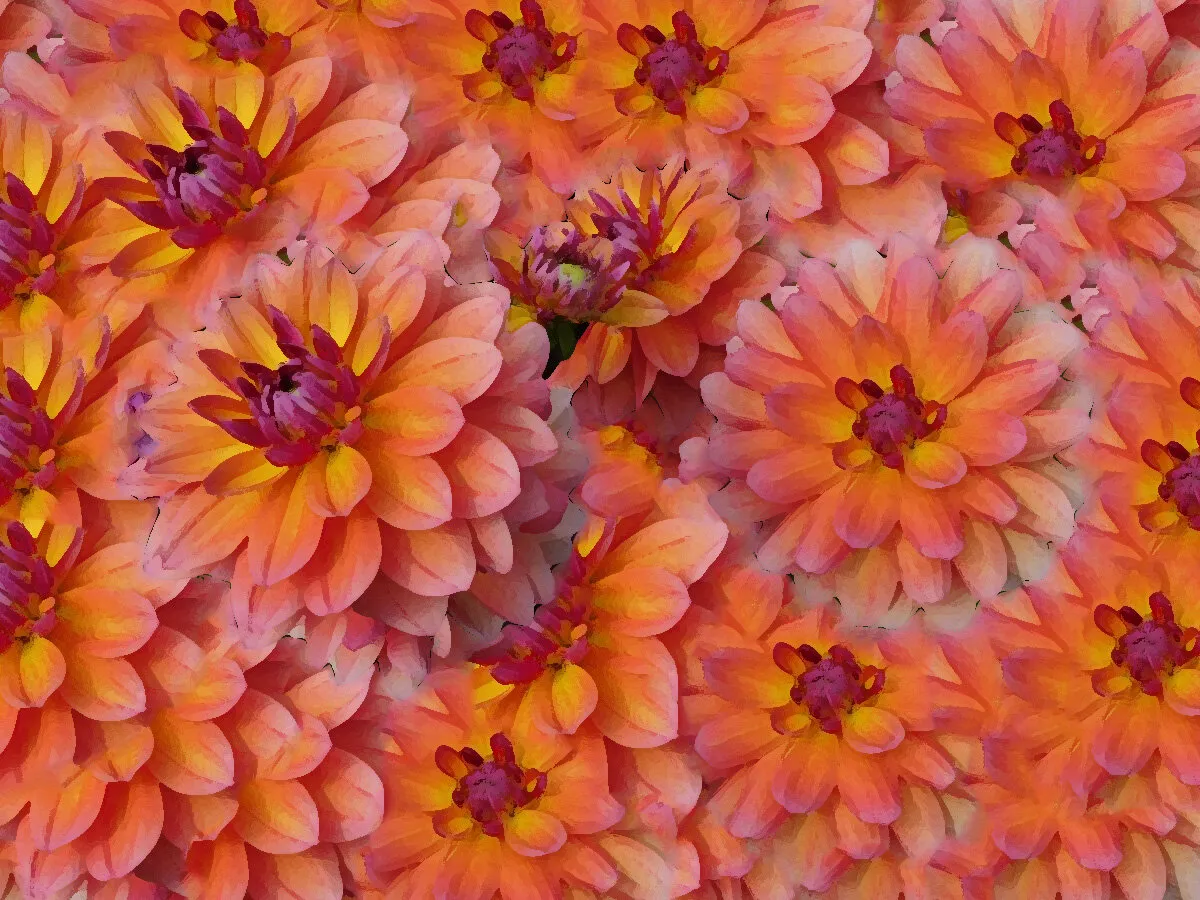 Dry Brush Dahlias Multiplied