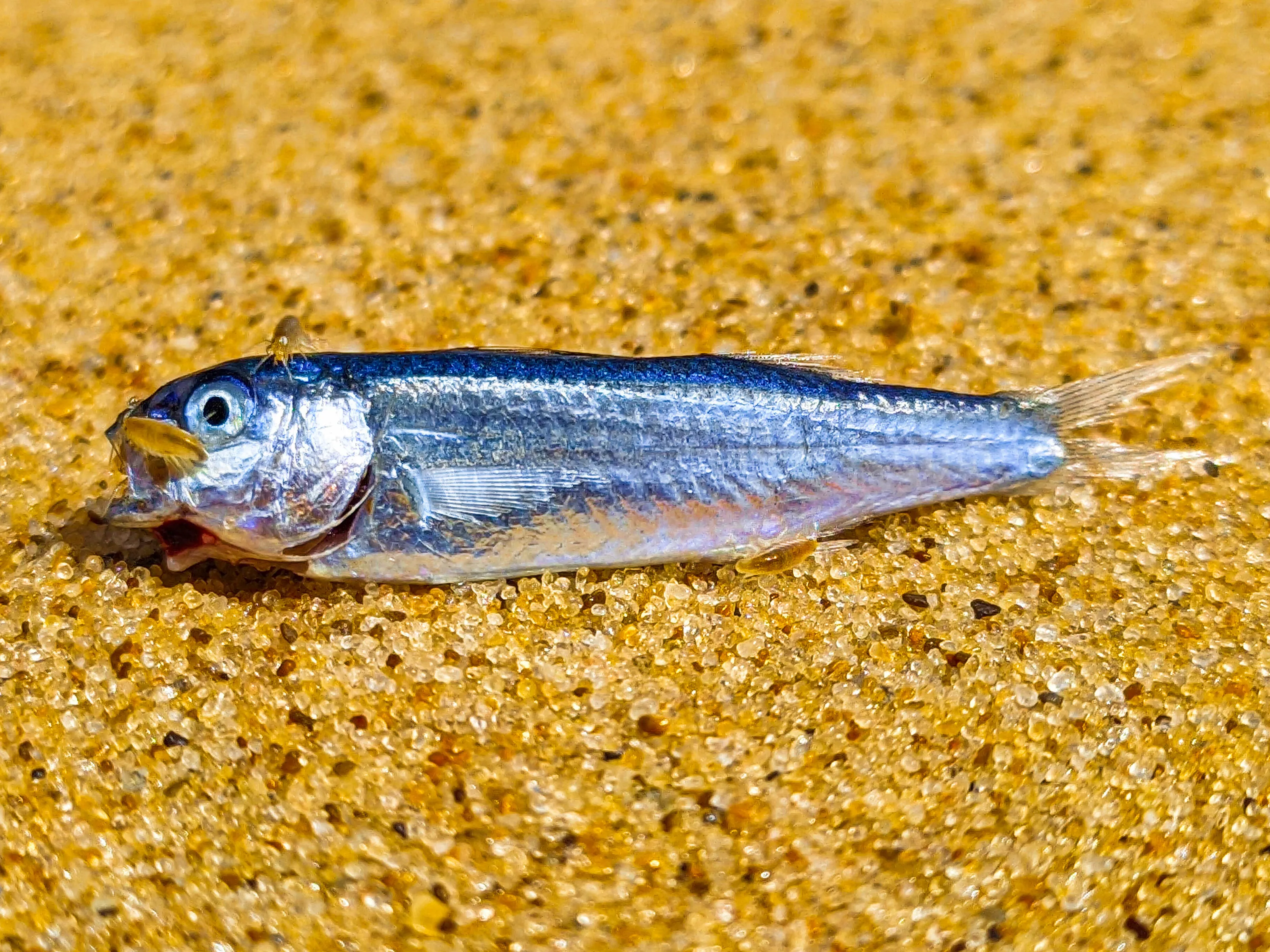 Little fish