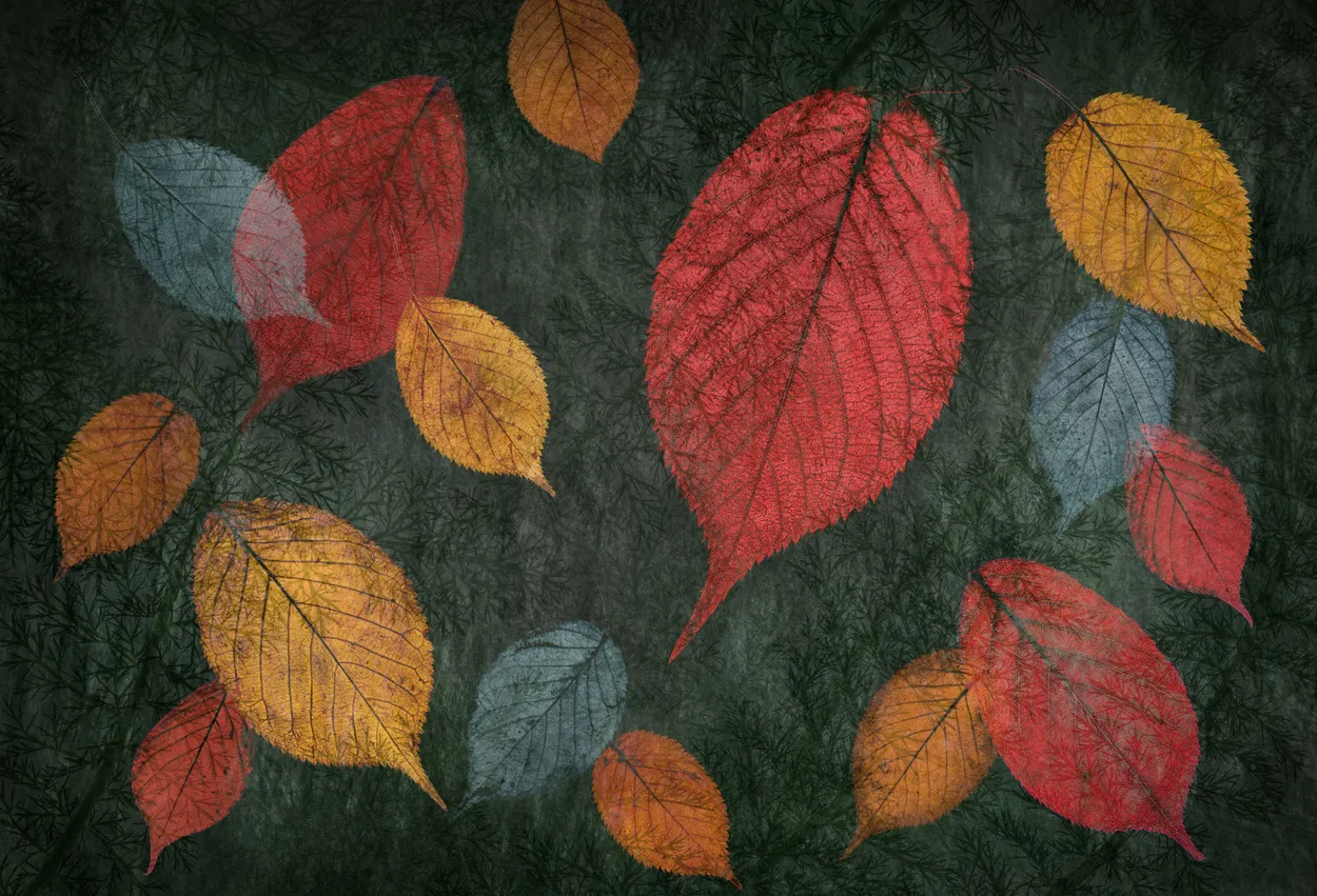 Autumn Leaves