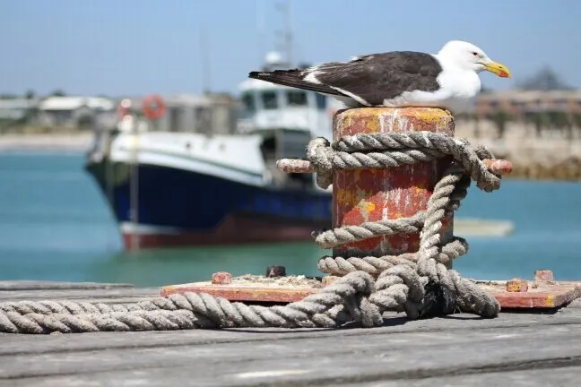 Lamberts bay
