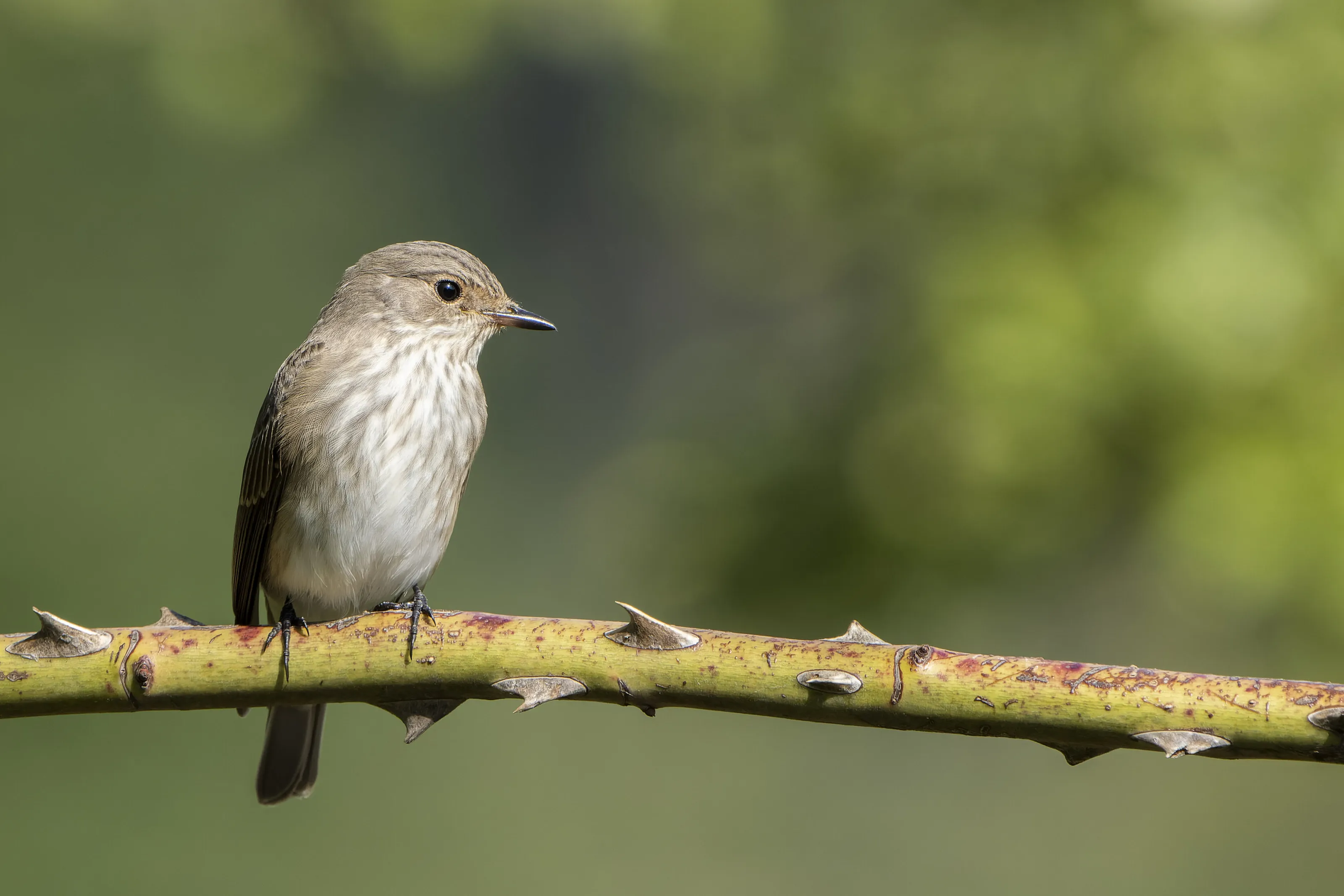 Muscicapa striata (Spotted Flycatcher) on a rosehip.