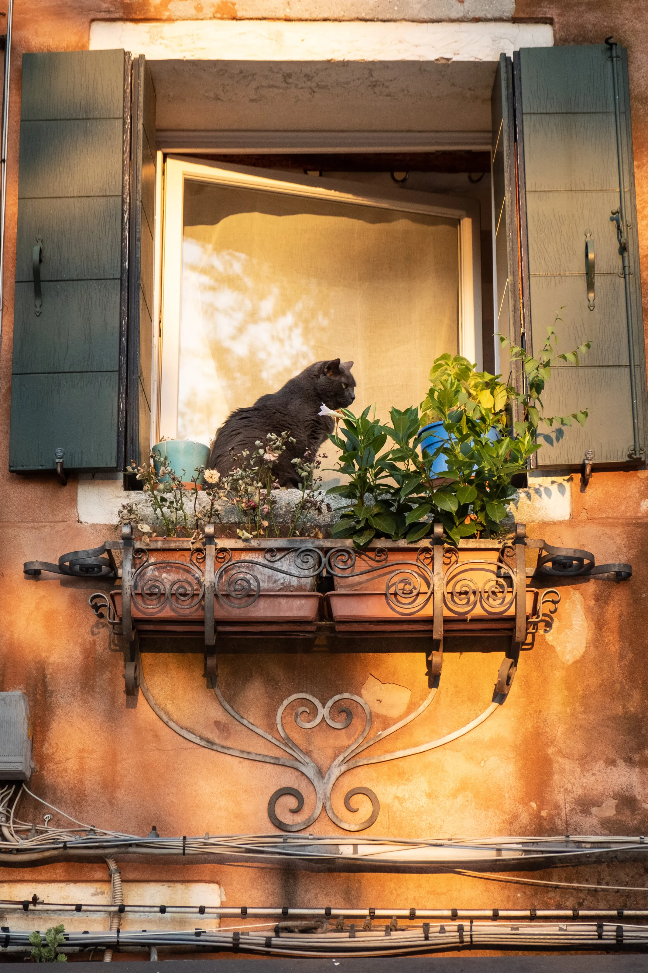 Cat in a window