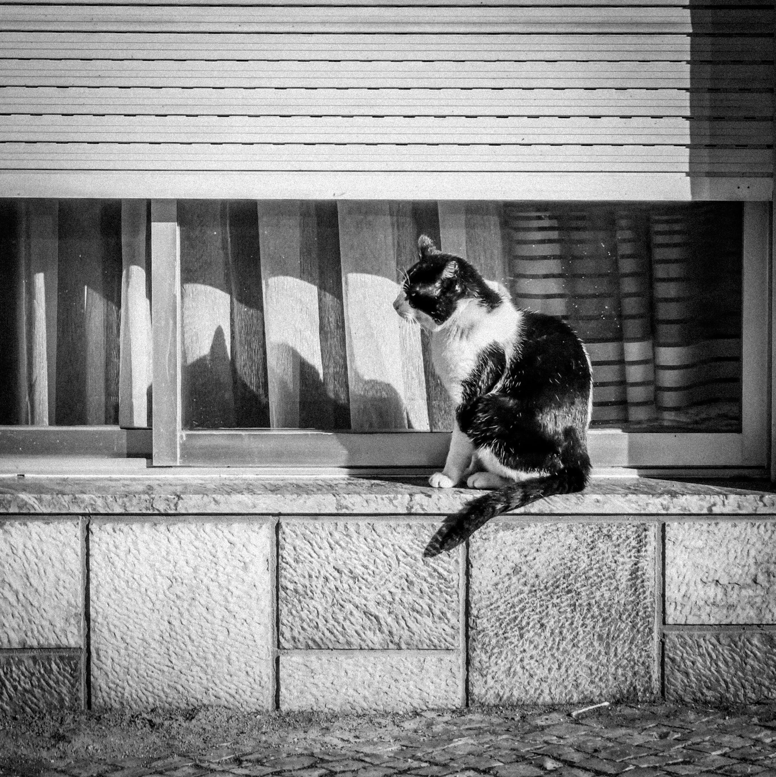 Cat in front of a window