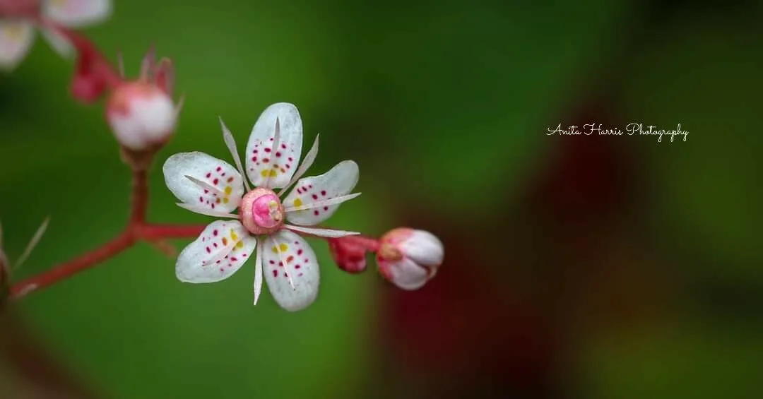 Simply beautiful