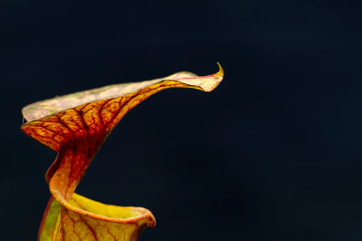 Entry 14120108