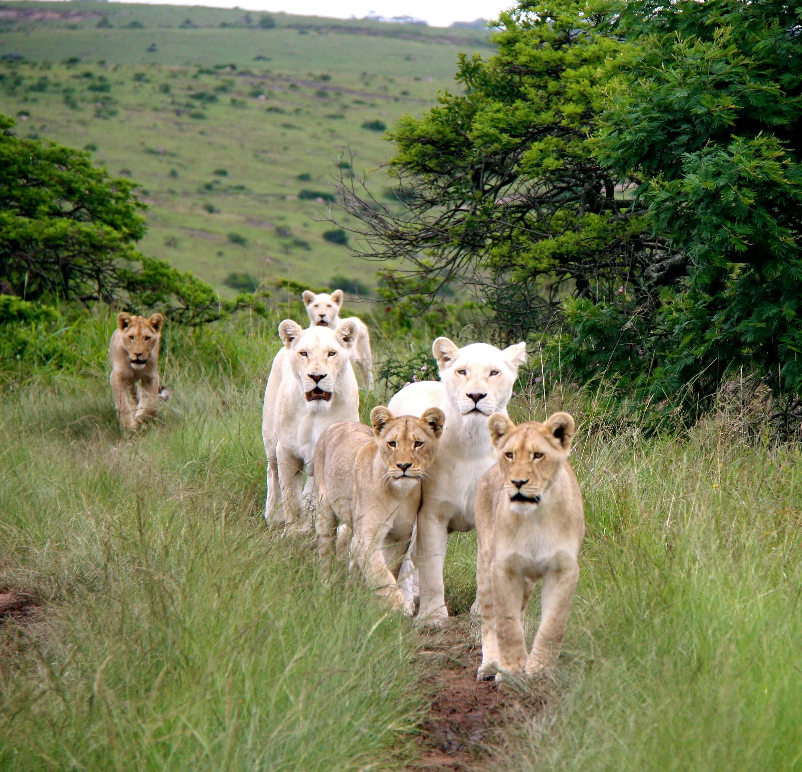 Welcome to our land