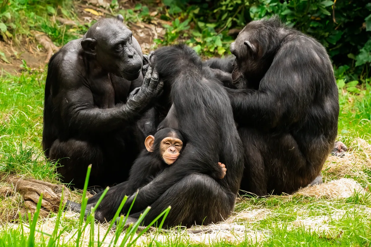 Entry 18756119