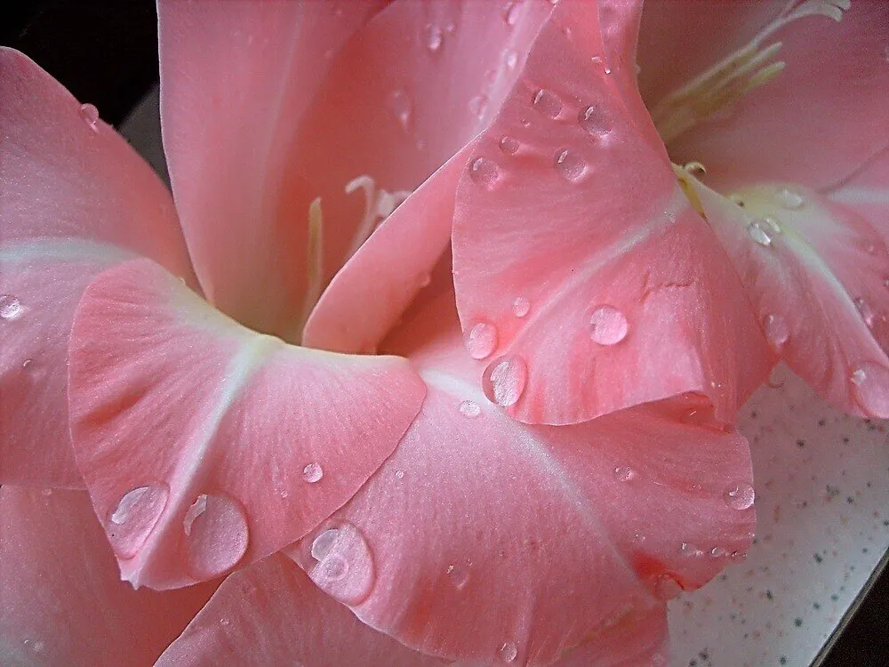 Entry 24651846