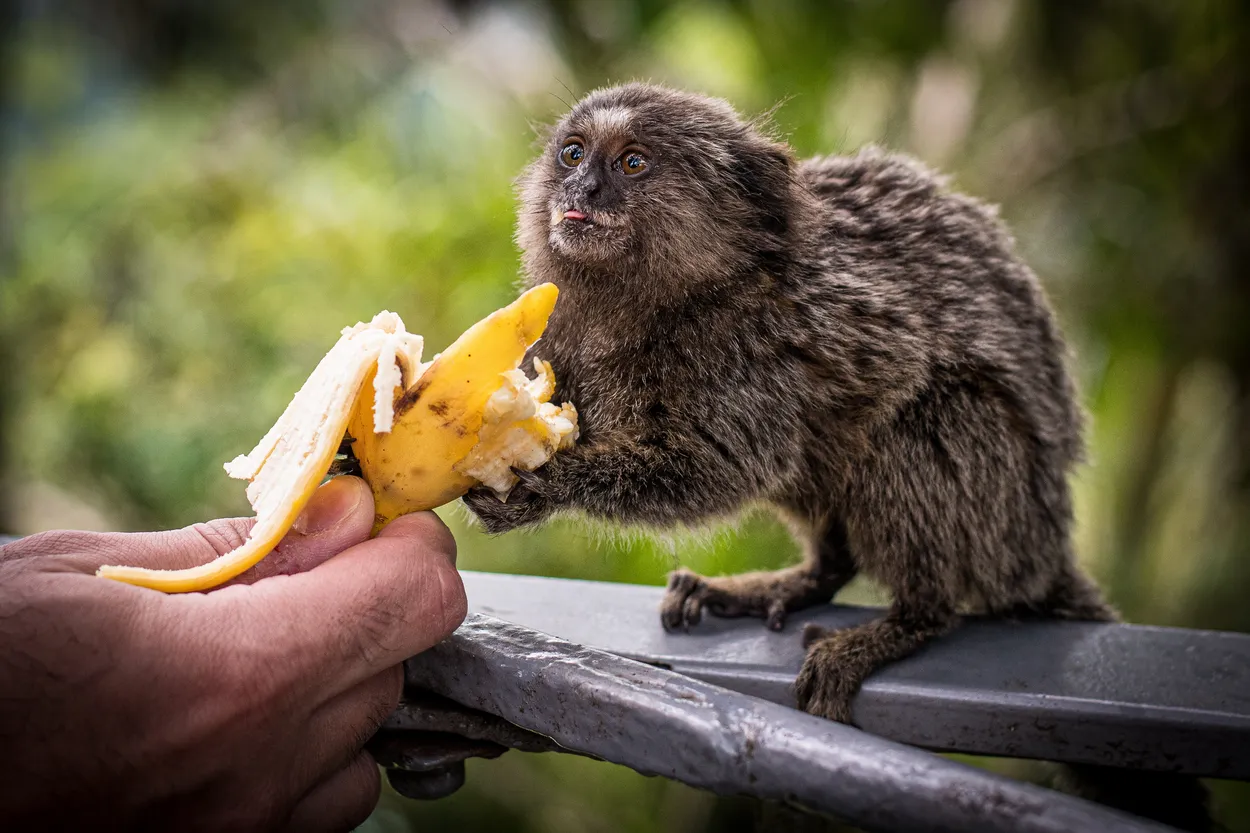 The gift of a Banana