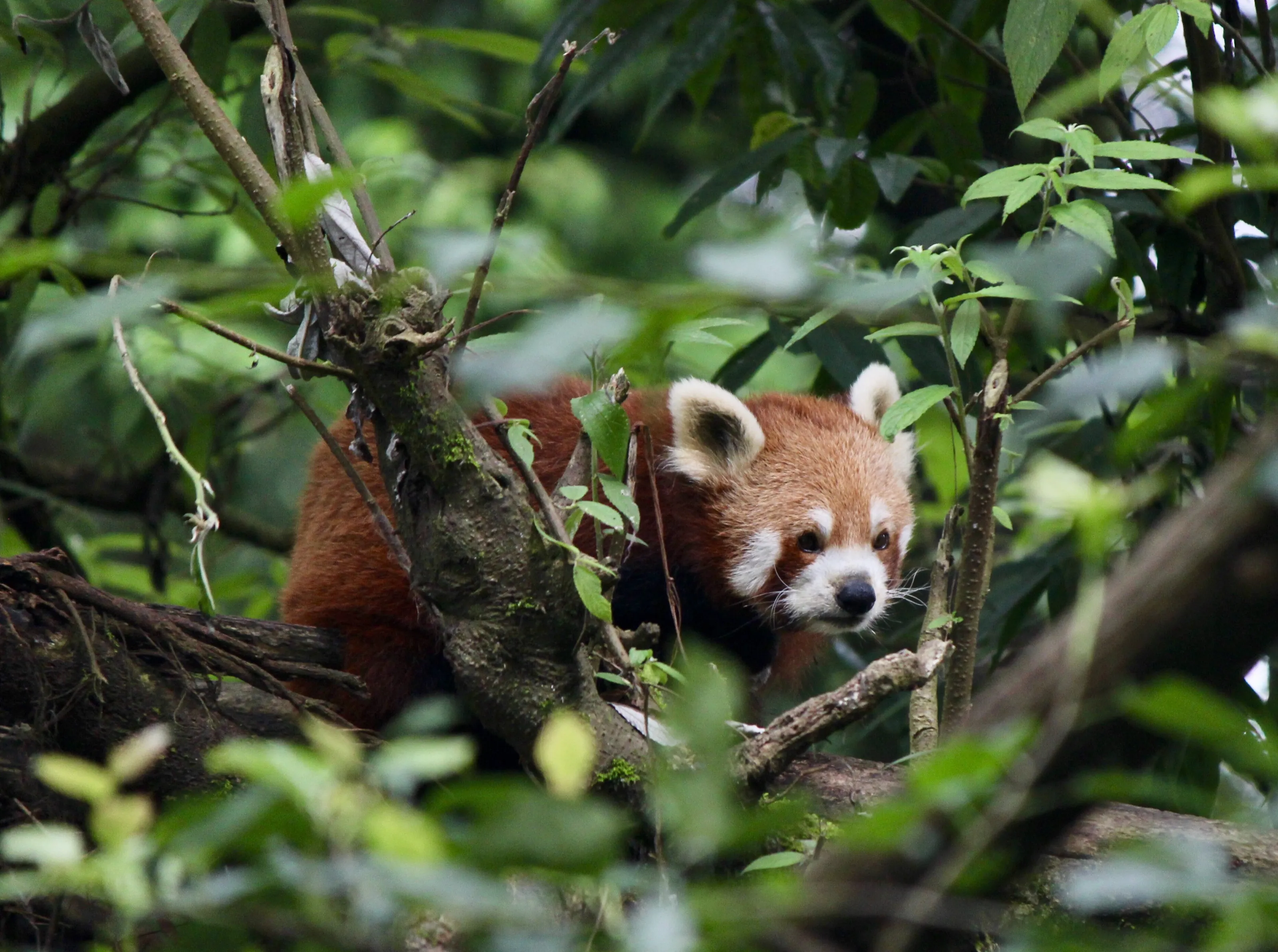 fiery firefox