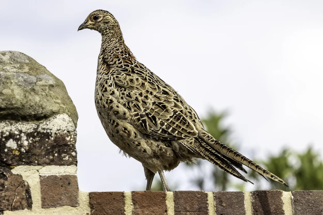 Entry 14746238