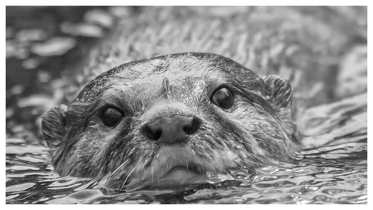 Entry 14141863