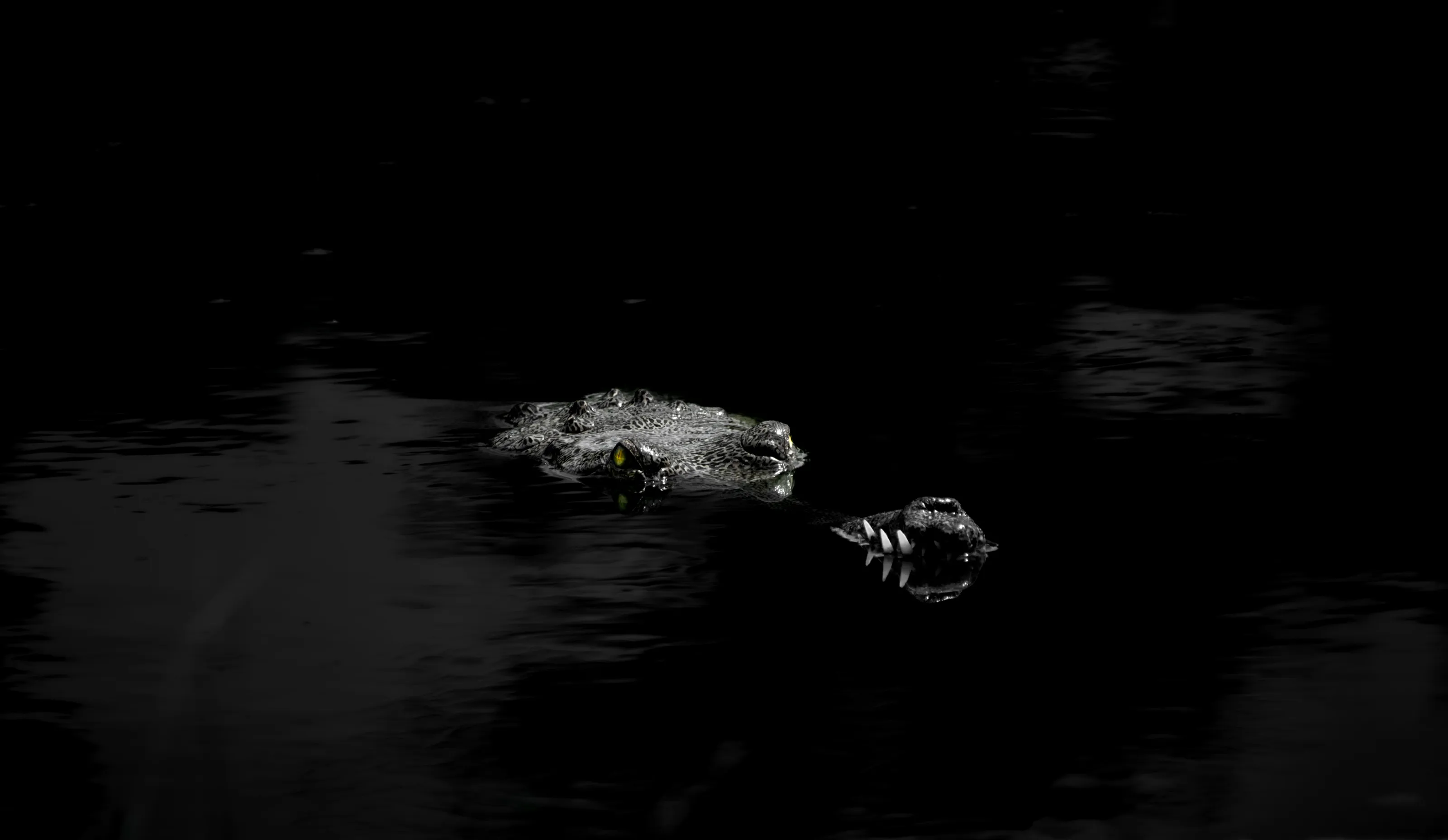 Crocodile