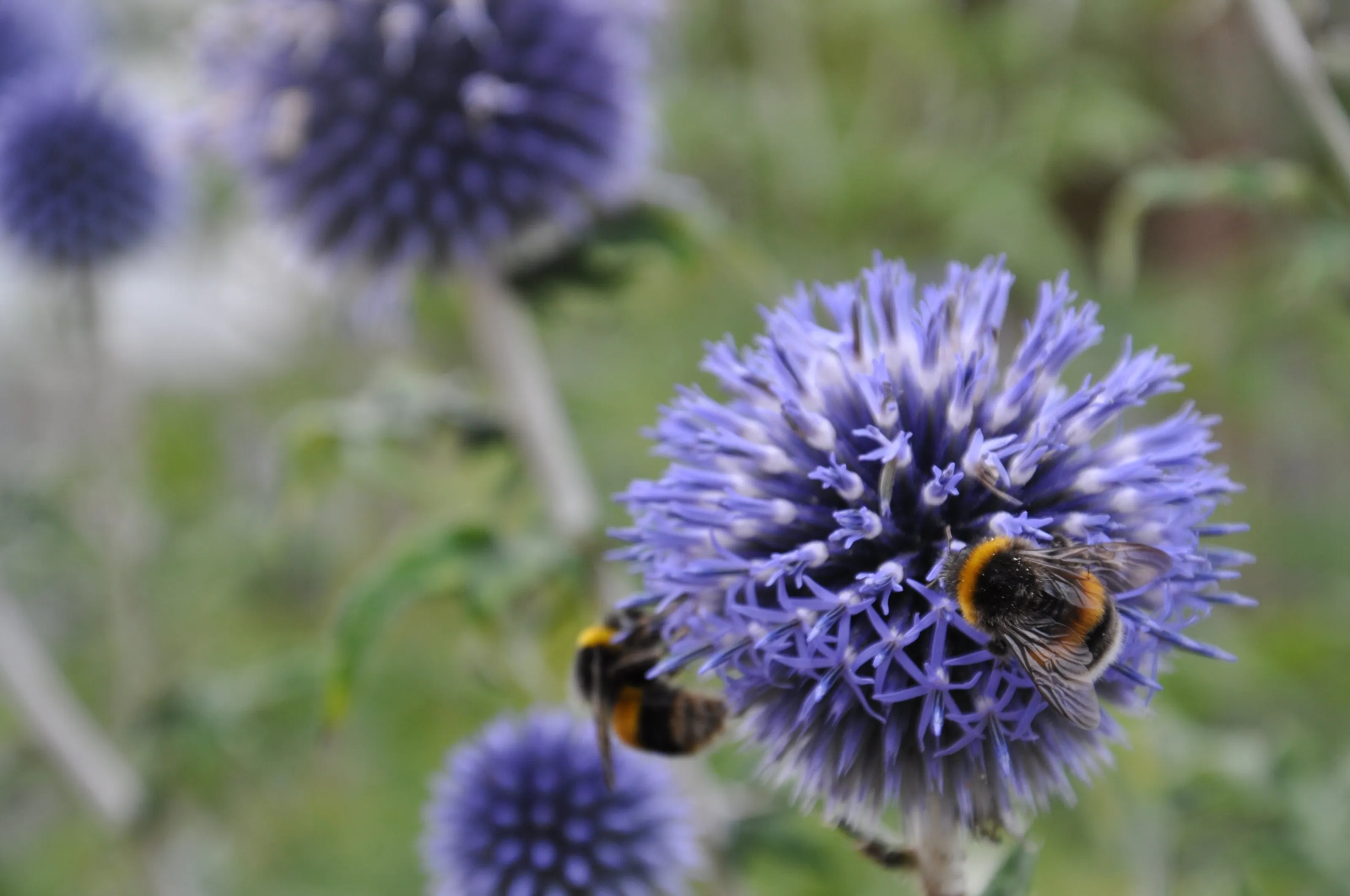 Bumble bees on a thistle