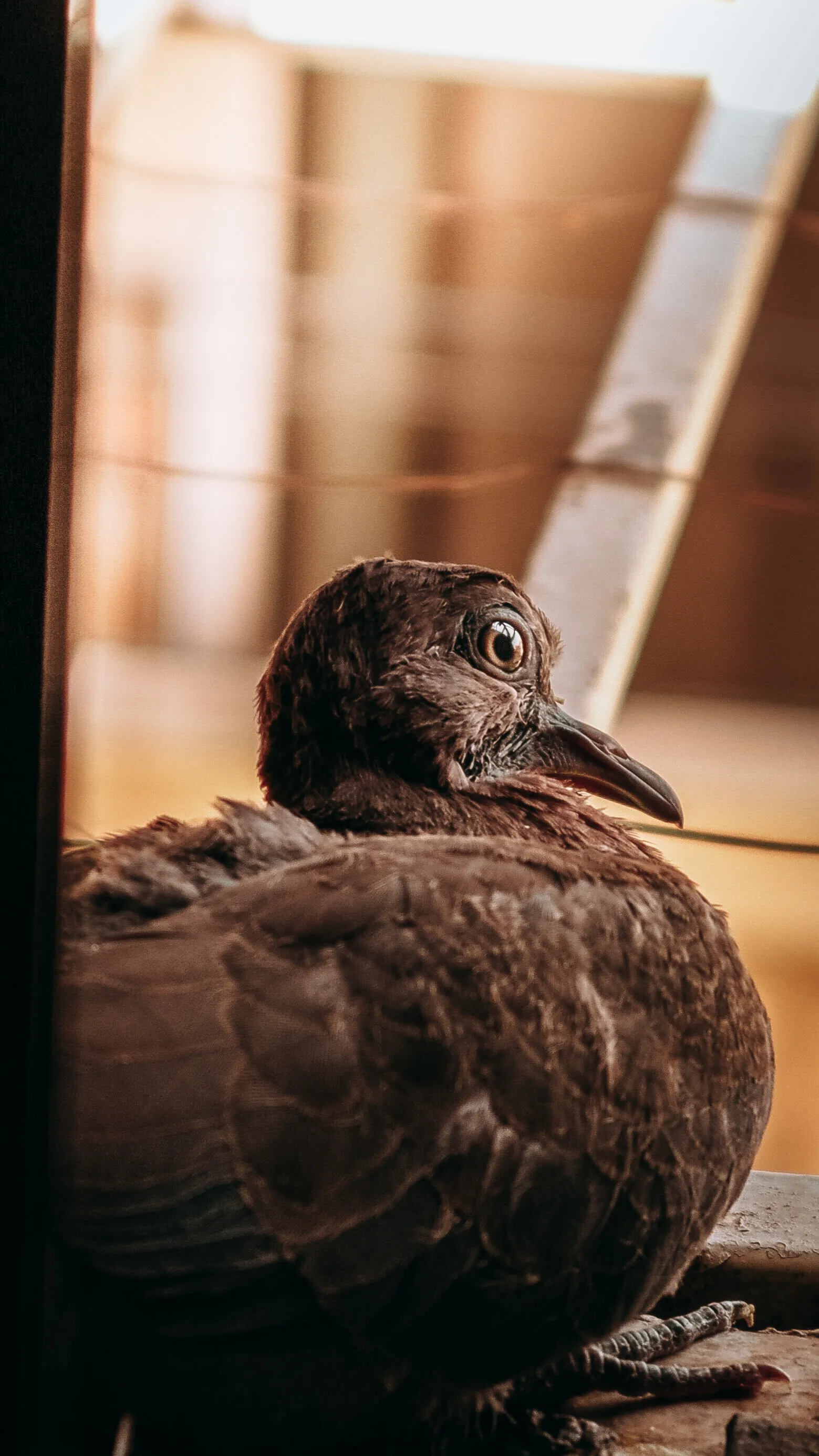 A Peigon that settled on the window brink