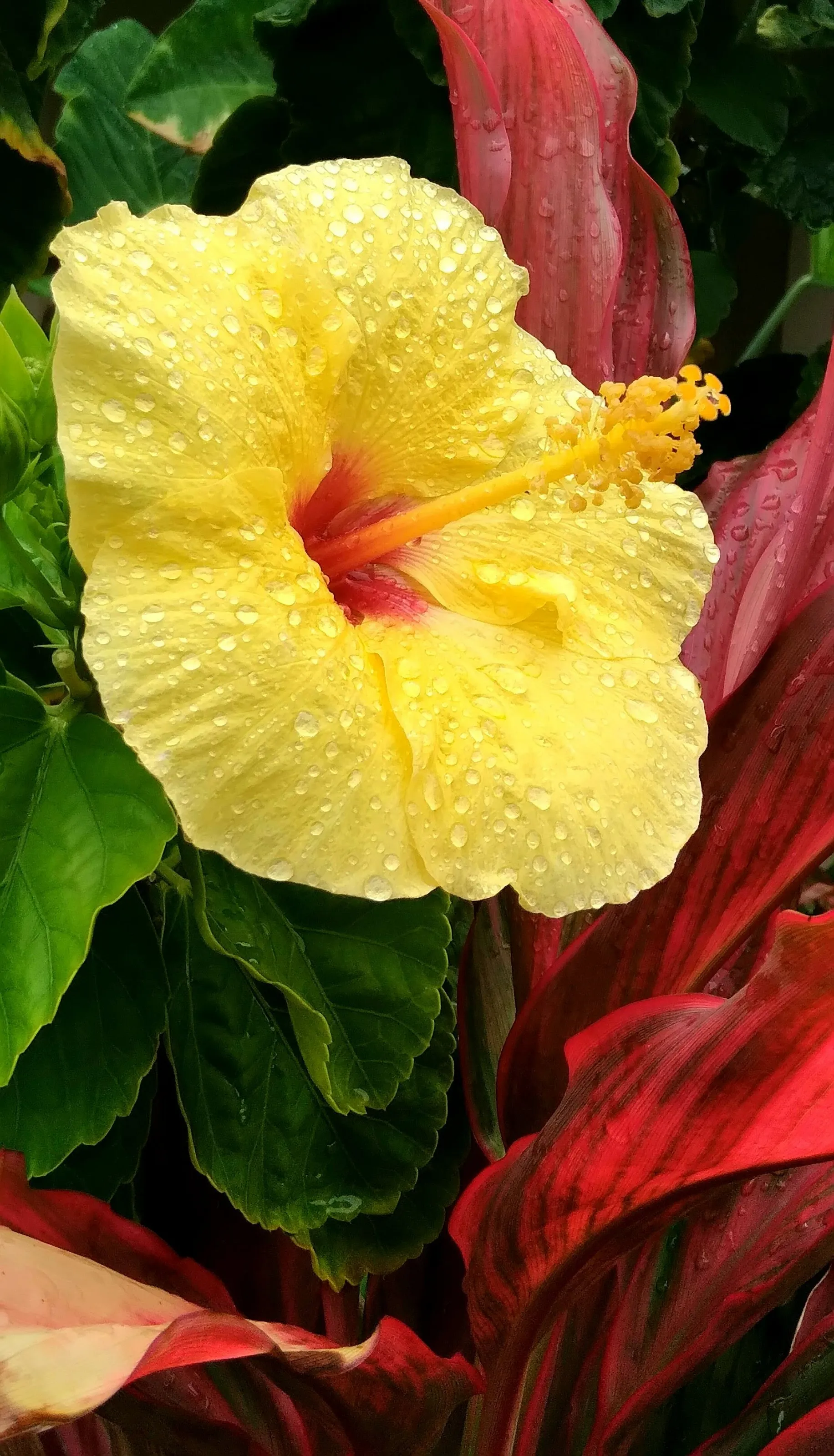 Hawaiian Hibiscus