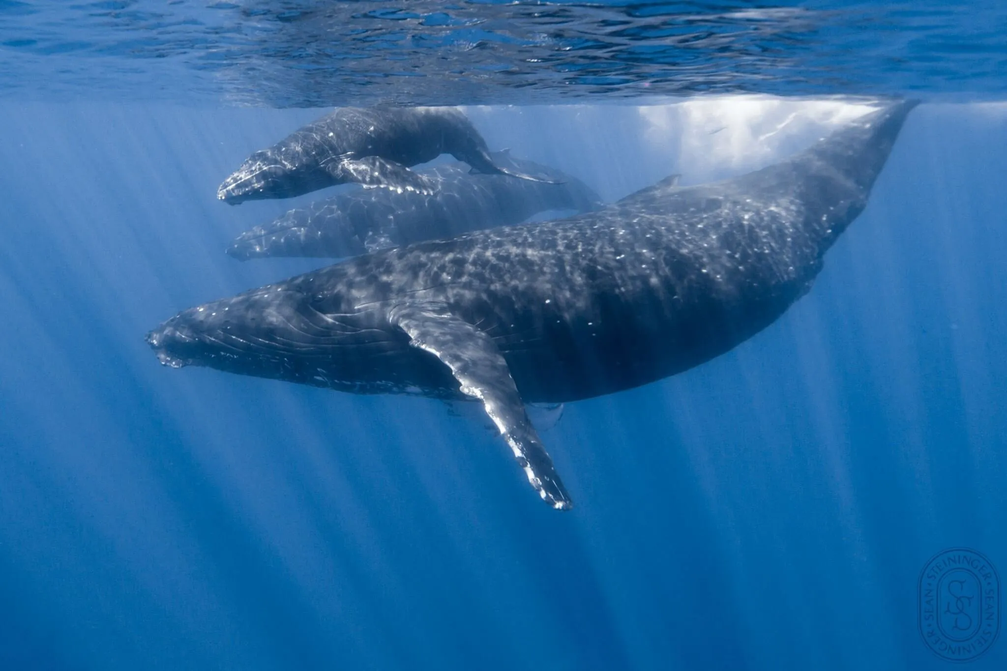 Whale, Whale, Whale