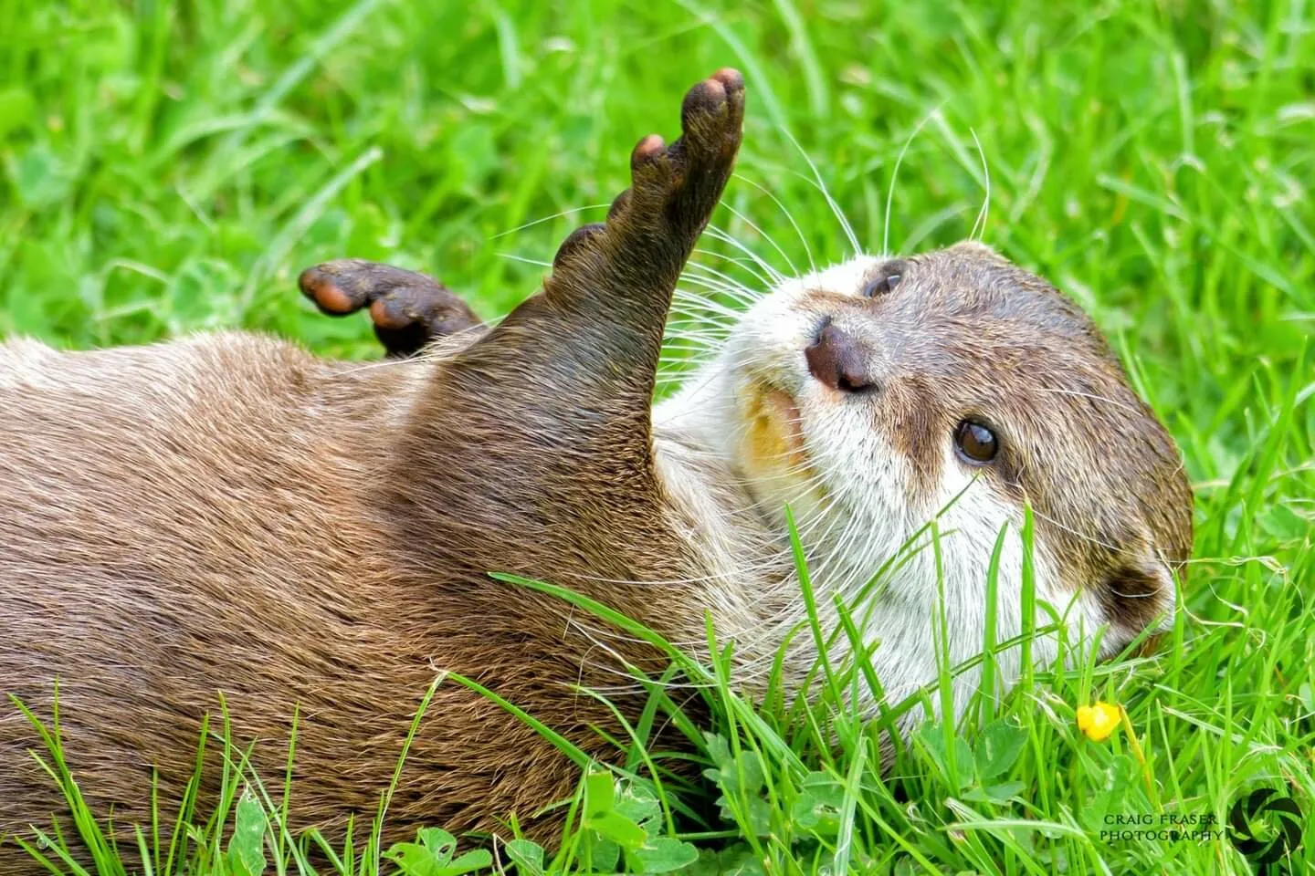 Friendly Otter