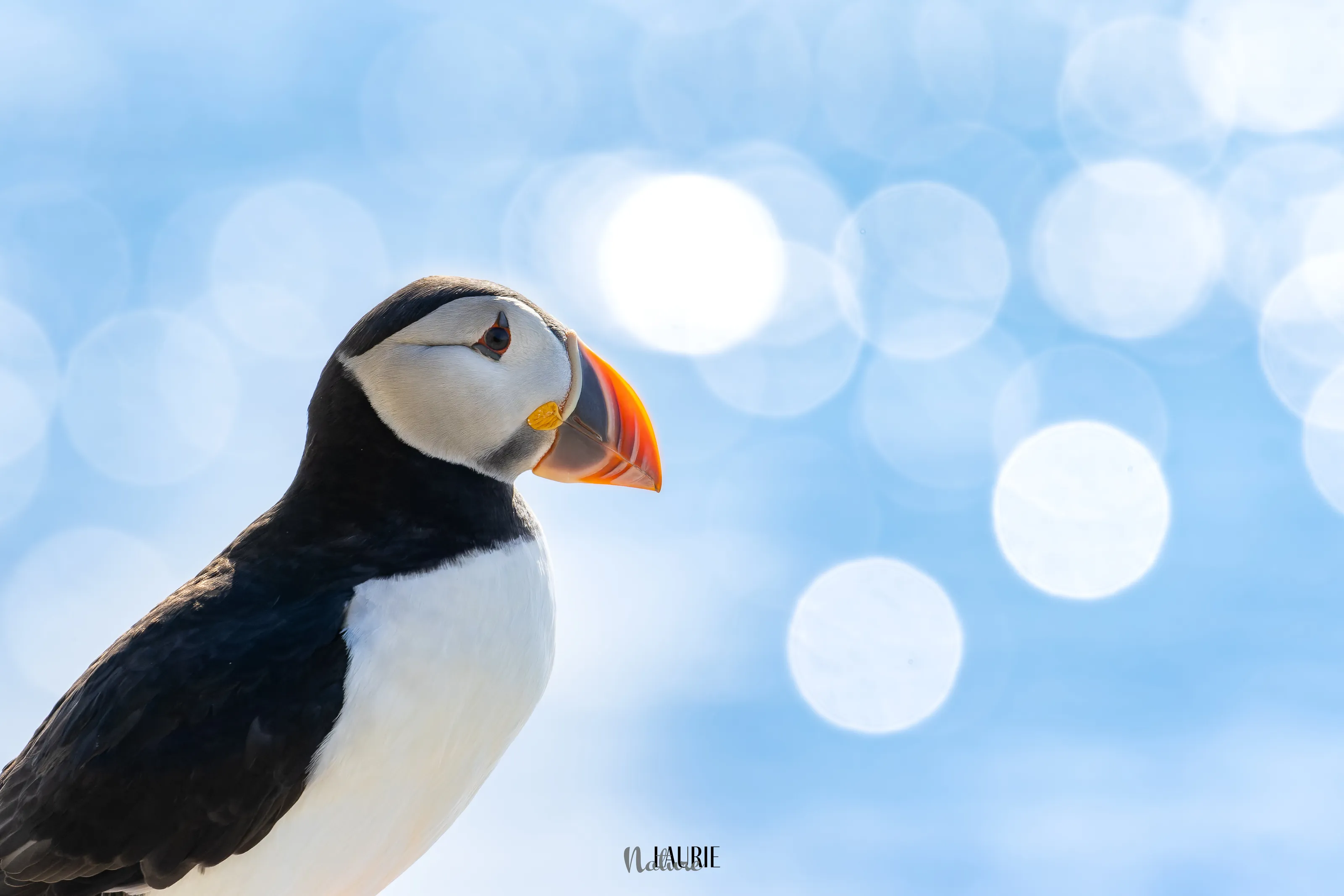 Puffin on the lookout