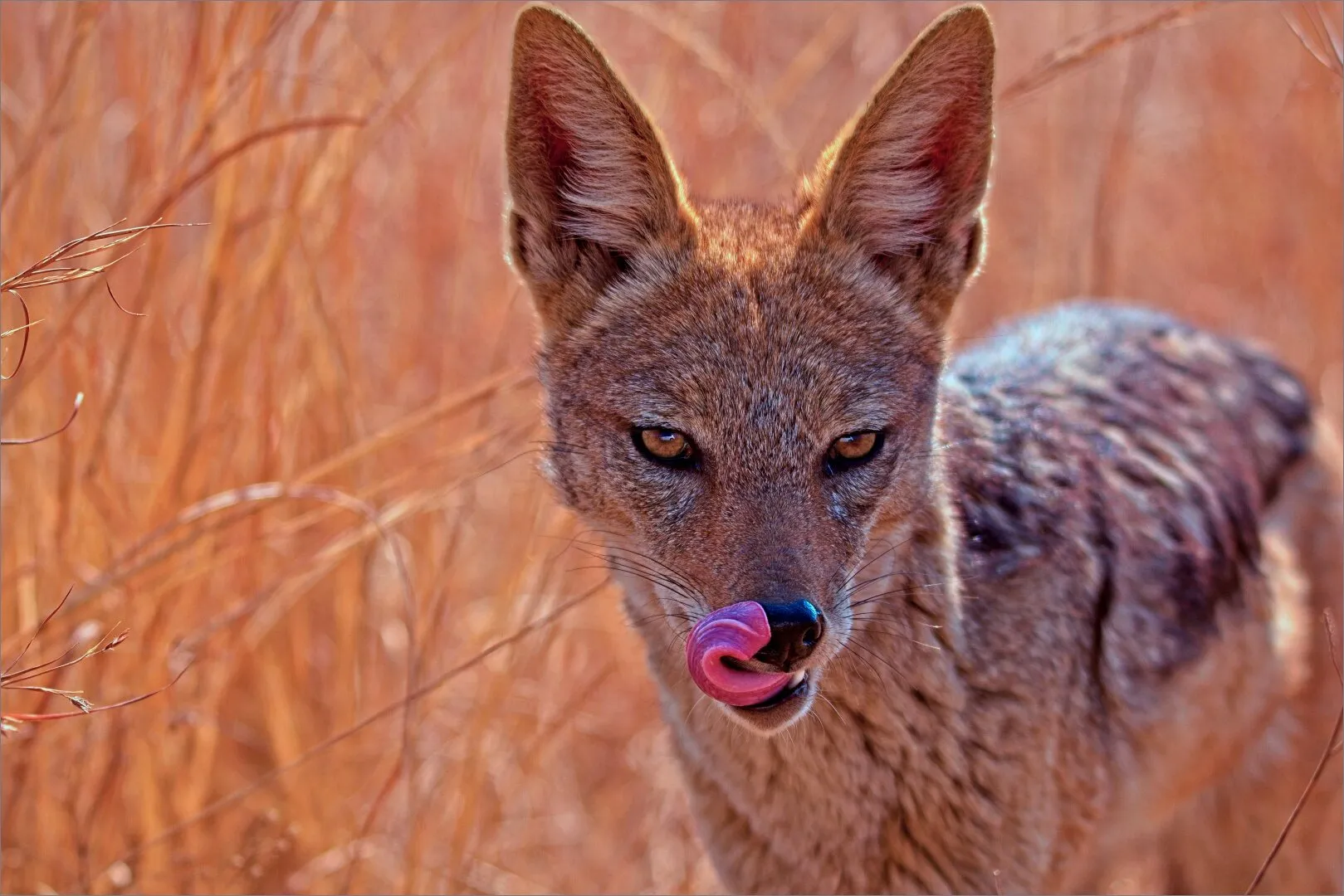 Sunrise with Silver-backed Jackal