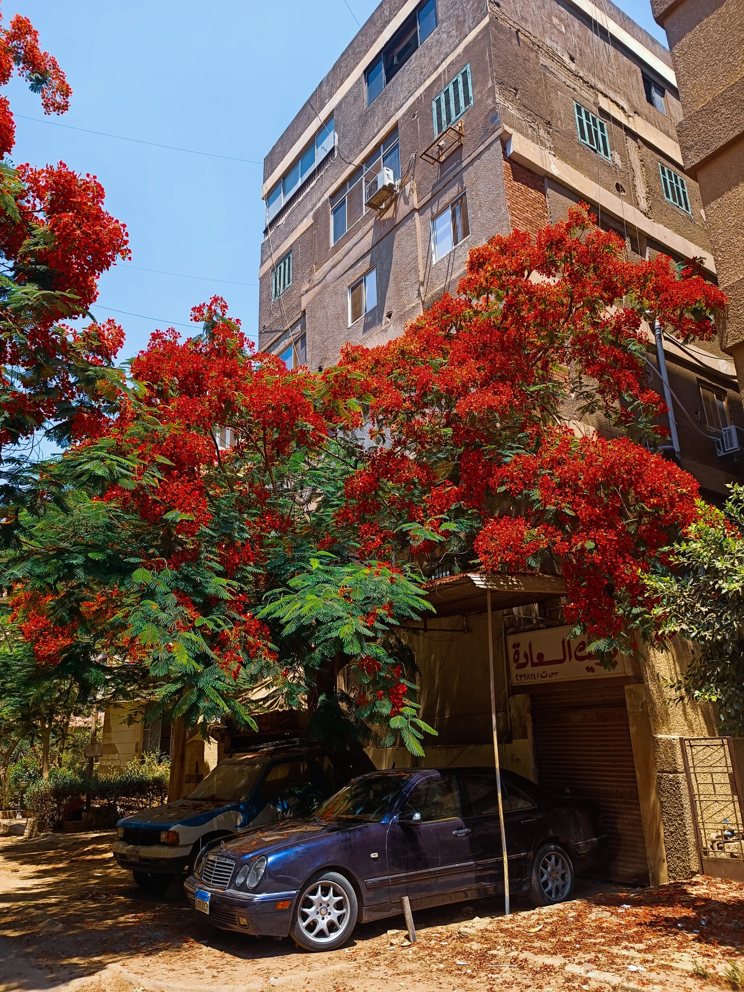 Kaherah's blooming