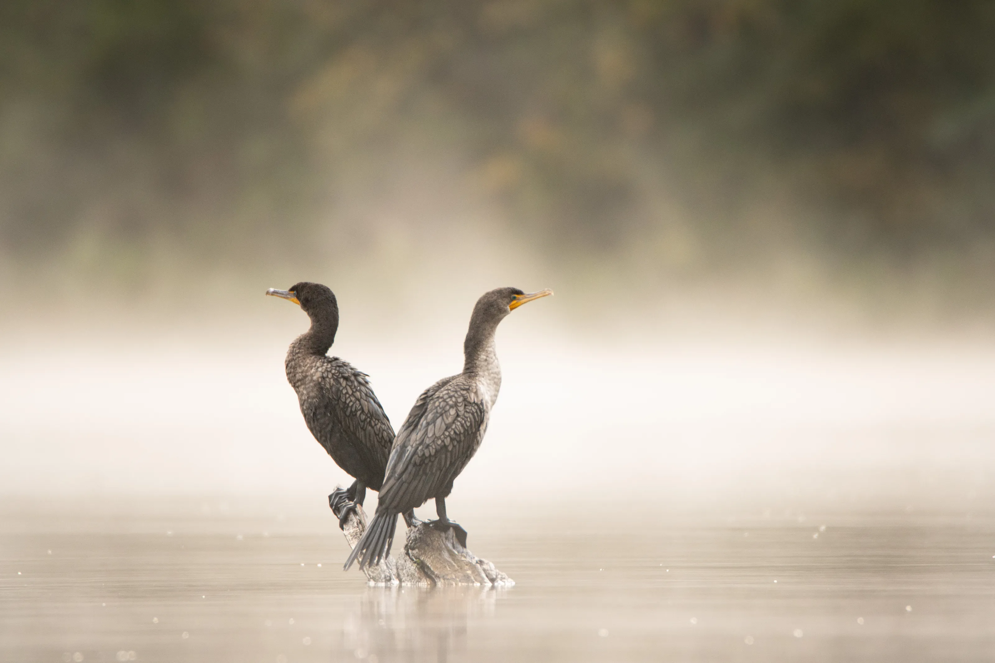What’s in the fog
