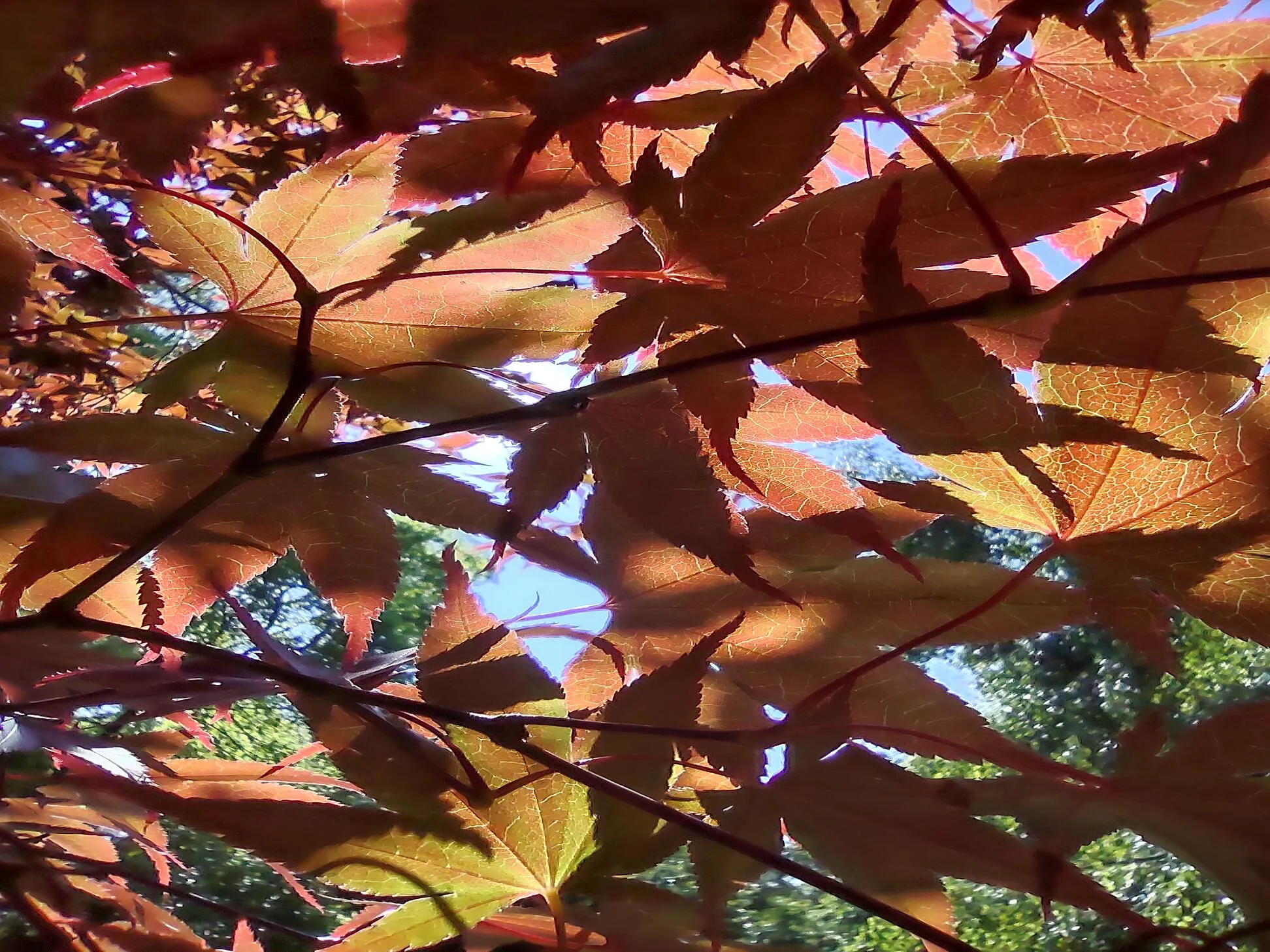 Autumn