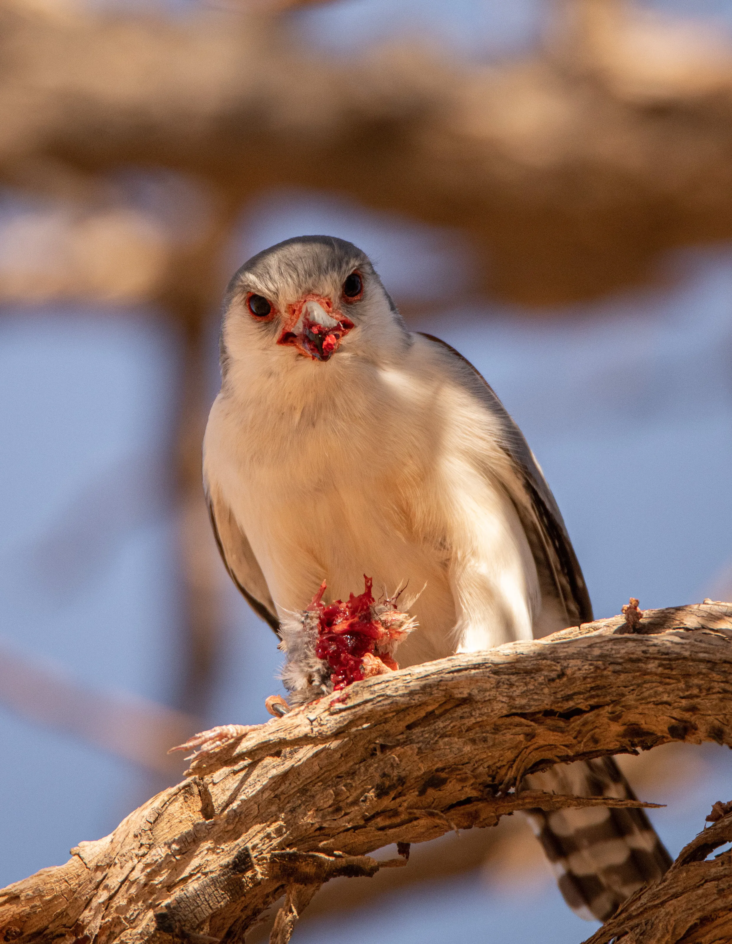 Pygmy Falcon & weaver chick