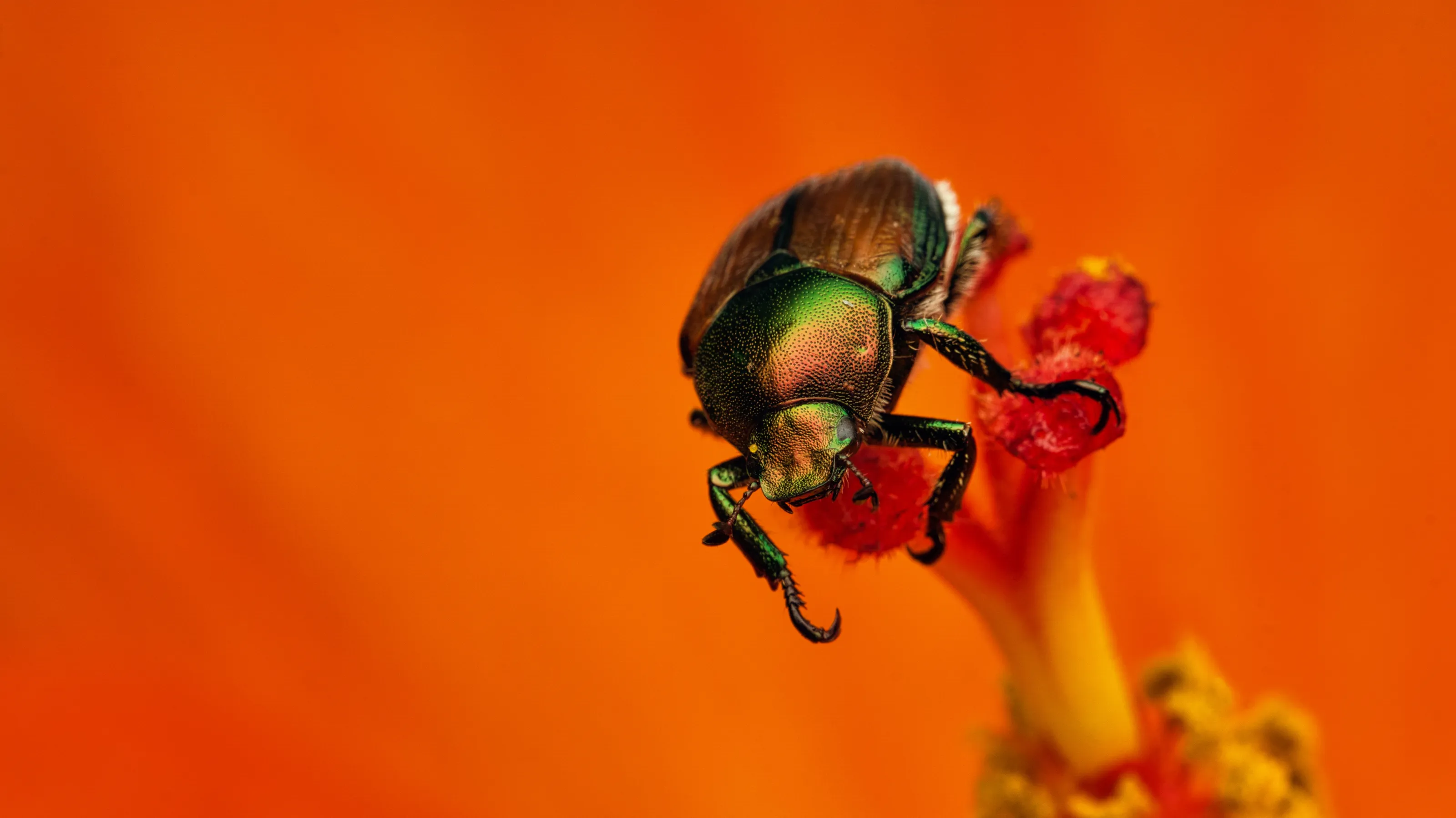 Japanese Beetle on Flower