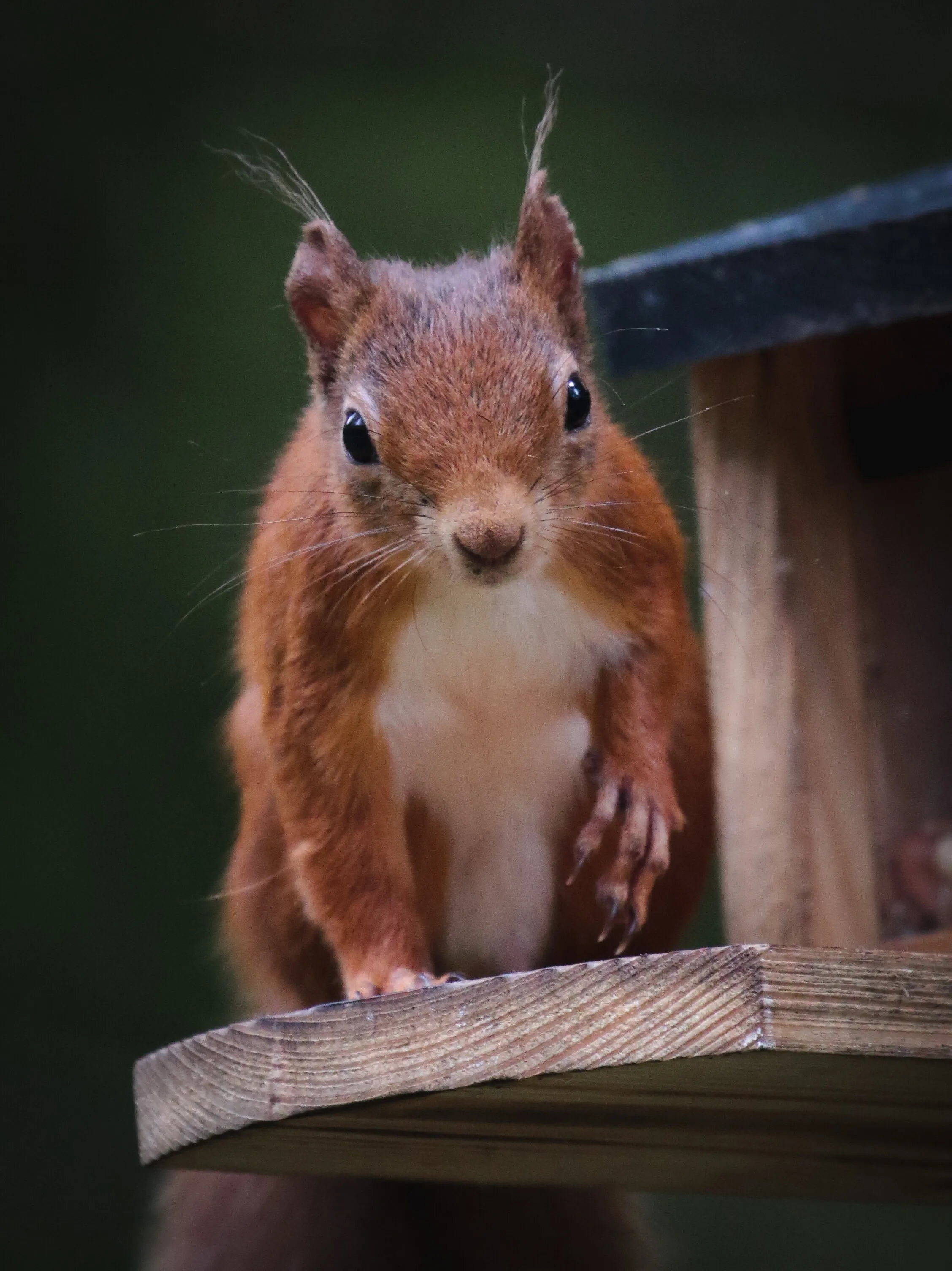 Red Squirrel