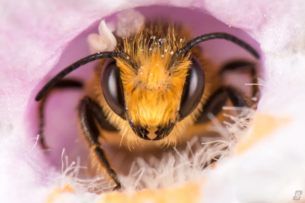 Bee