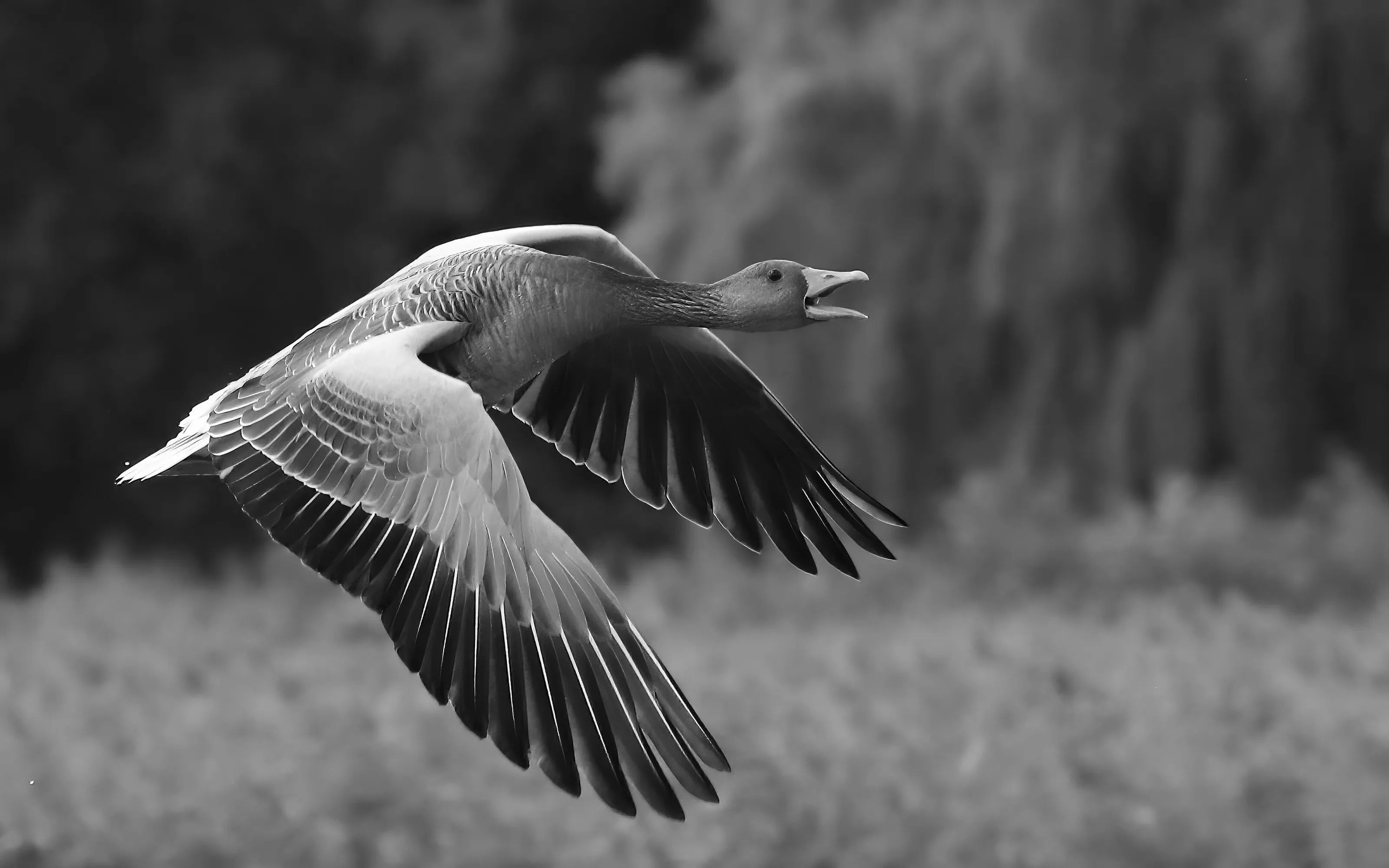 Flying away